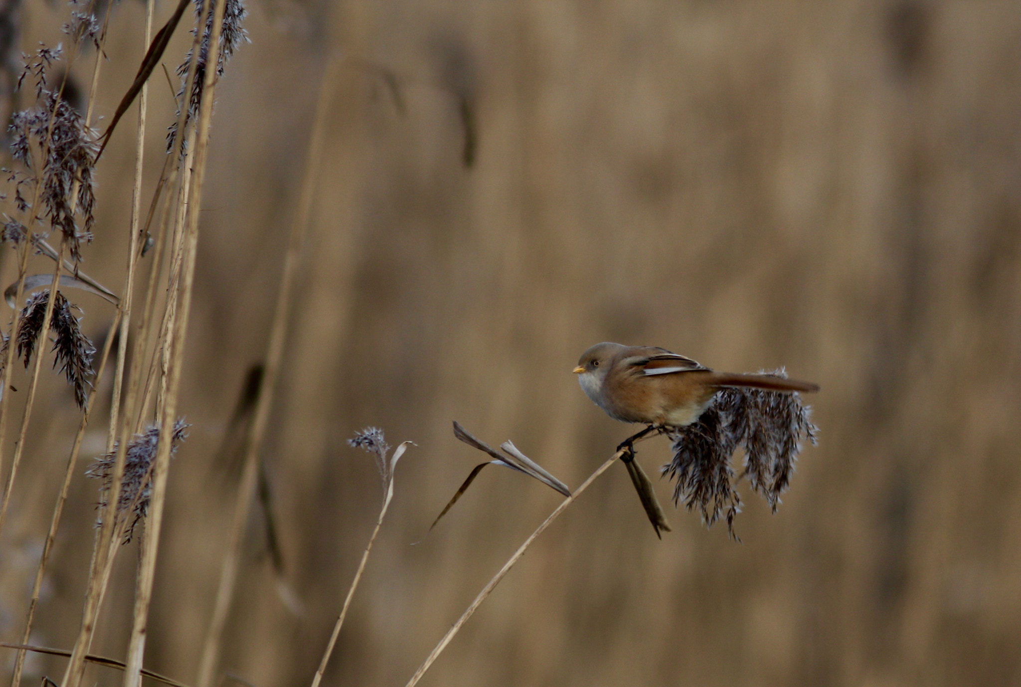 Canon EF 300mm F4L IS USM sample photo