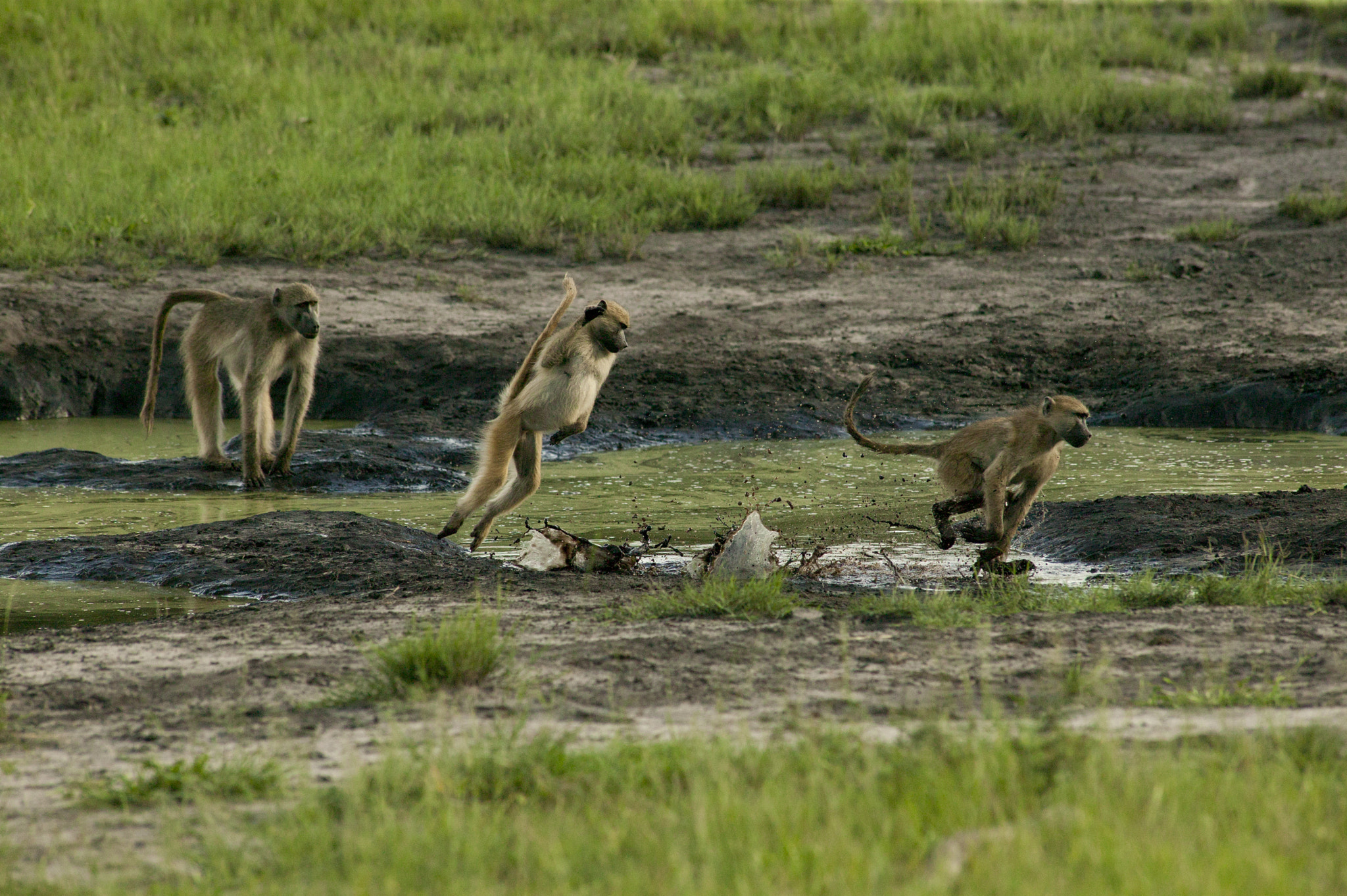 Canon EOS-1Ds + Canon EF 400mm f/2.8L sample photo. Walking in water photography