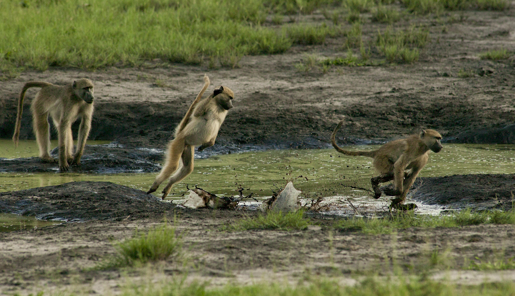 Canon EOS-1Ds + Canon EF 400mm f/2.8L sample photo. He wasn't the first! photography