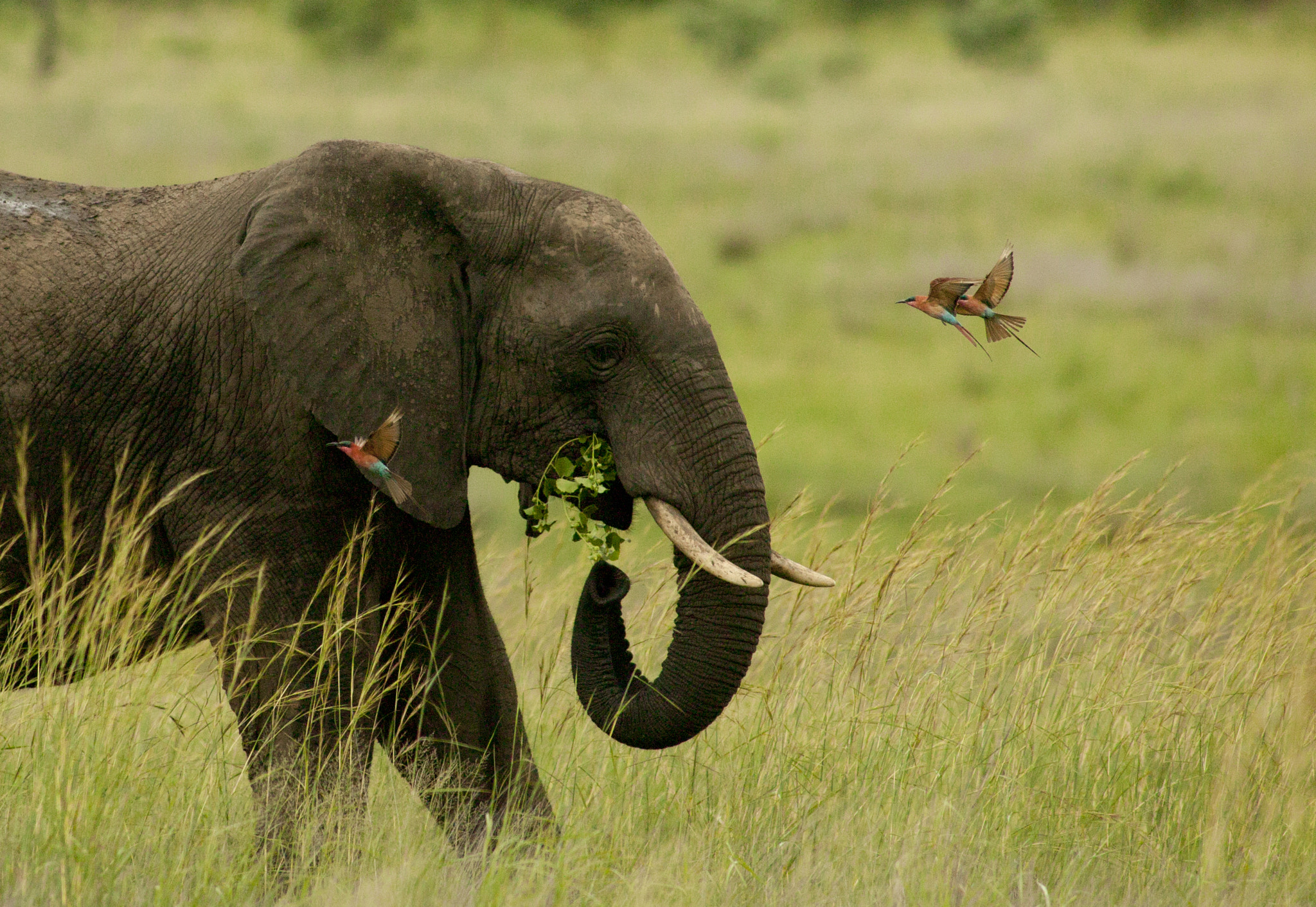 Canon EOS-1Ds + Canon EF 400mm f/2.8L sample photo. Hwange bull and his satellites photography