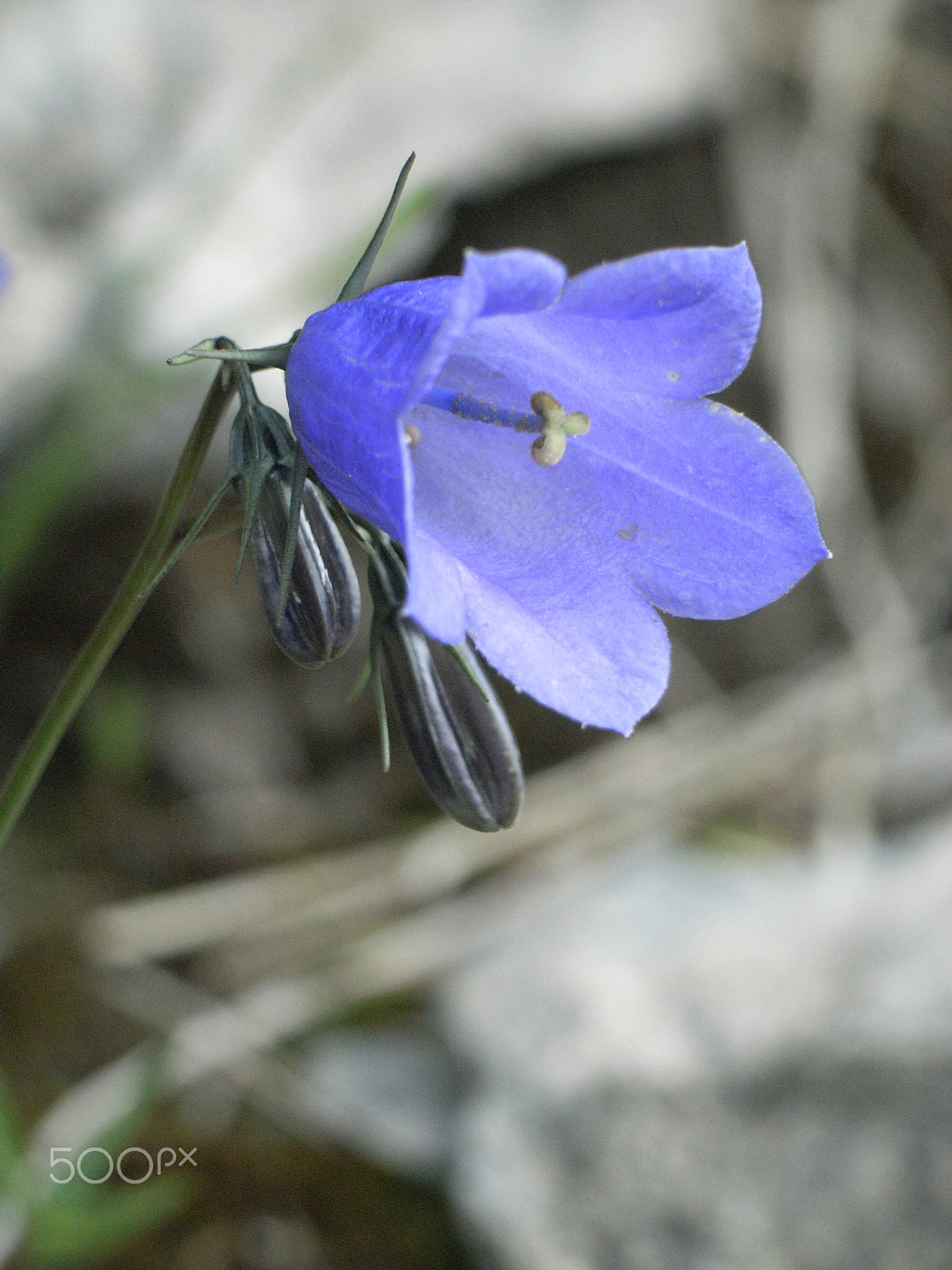 Ricoh Caplio R5 sample photo. Blue bloom photography