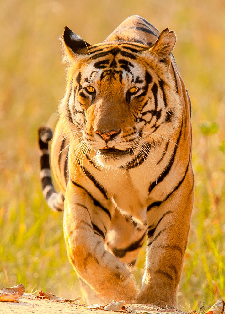 Canon EOS-1D Mark III + Canon EF 400mm F2.8L IS USM sample photo. Tiger tiger photography