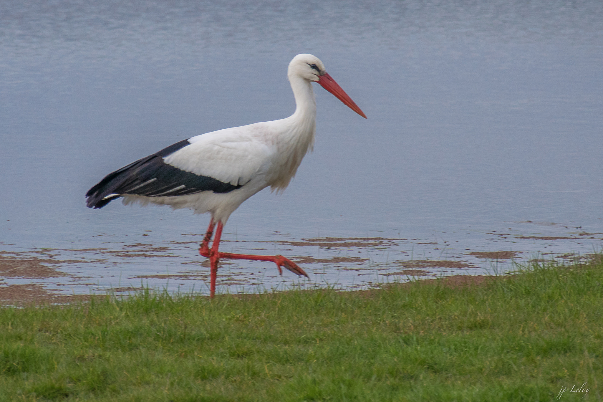 Sony ILCA-77M2 + DT 18-300mm F3.5-6.3 sample photo. Cigogne photography