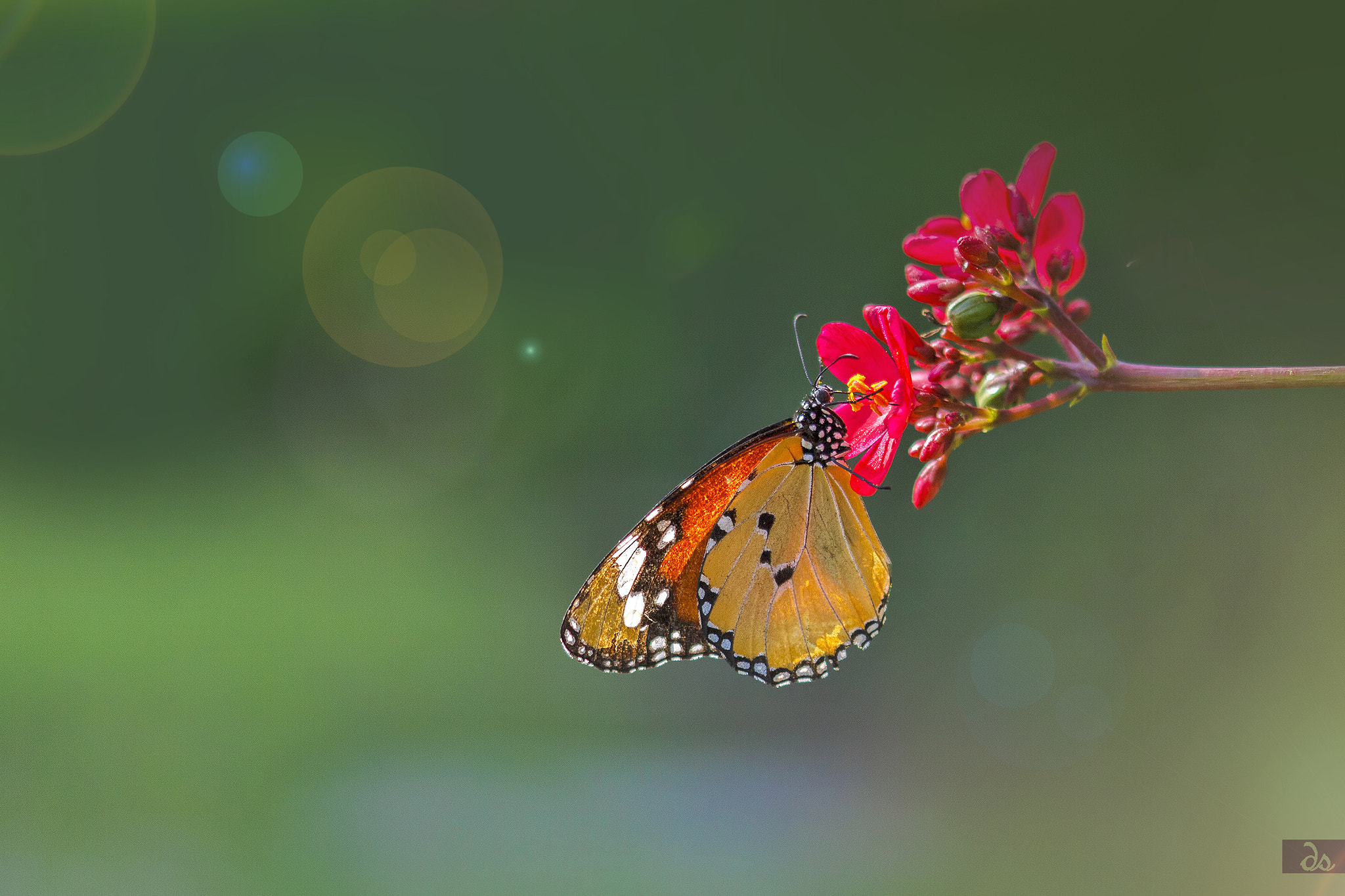 Sigma 105mm F2.8 EX DG OS HSM sample photo. Monarch photography