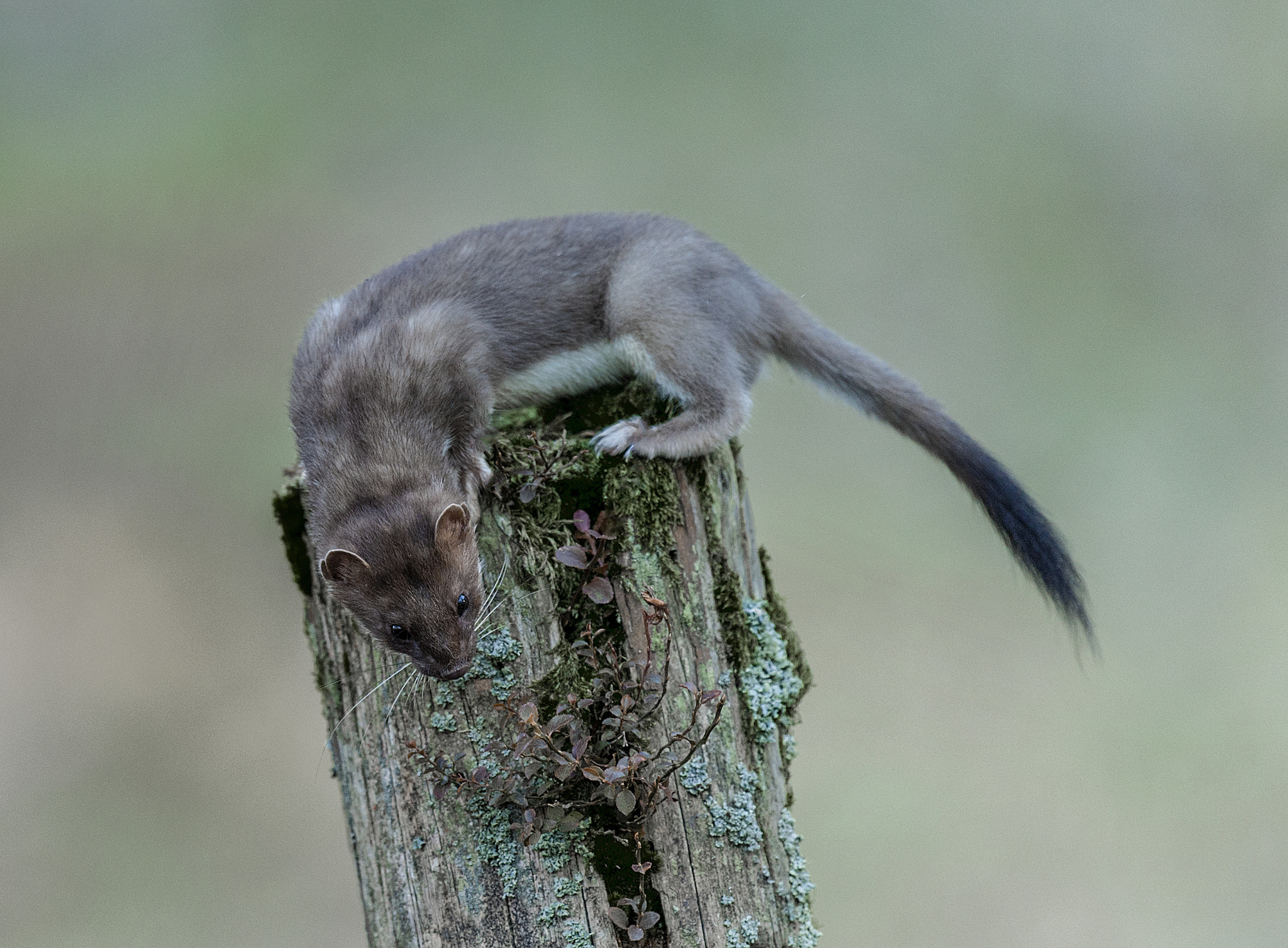 Nikon D700 + Nikon AF-S Nikkor 500mm F4G ED VR sample photo. Pop goes the weasel photography