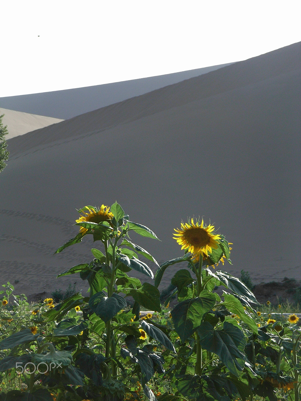 Ricoh Caplio R5 sample photo. Sunflowers at the oasis photography