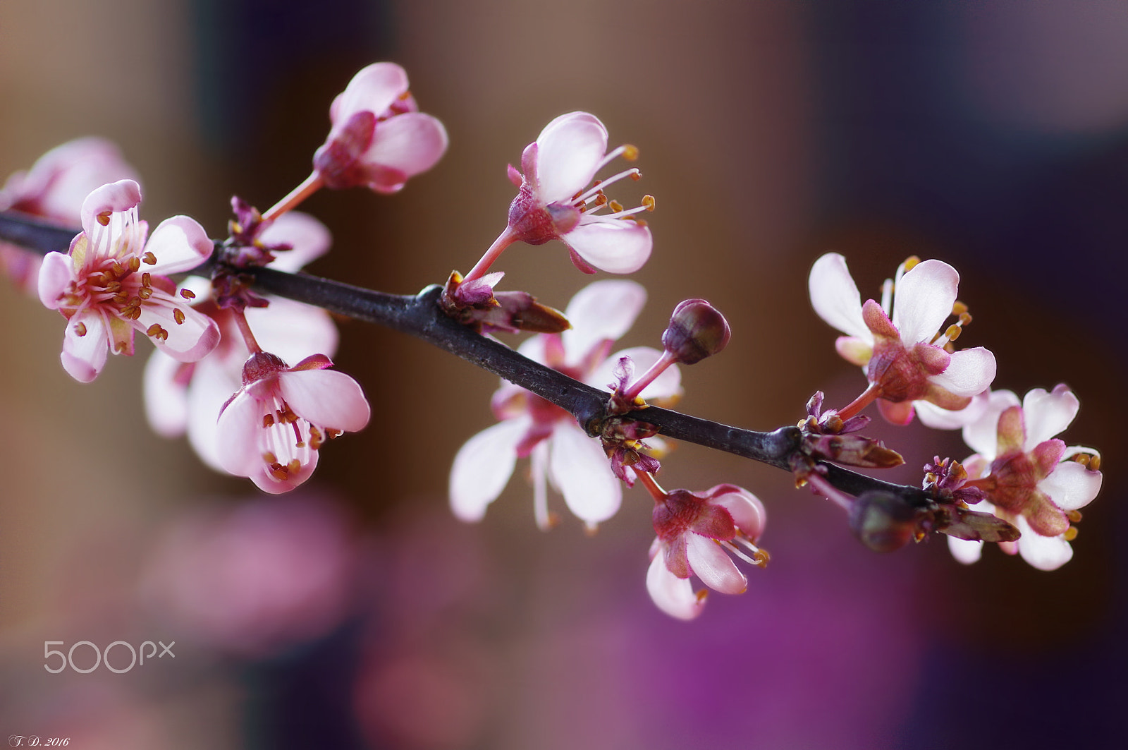 Pentax smc D-FA 100mm F2.8 macro sample photo. Almond blossom photography