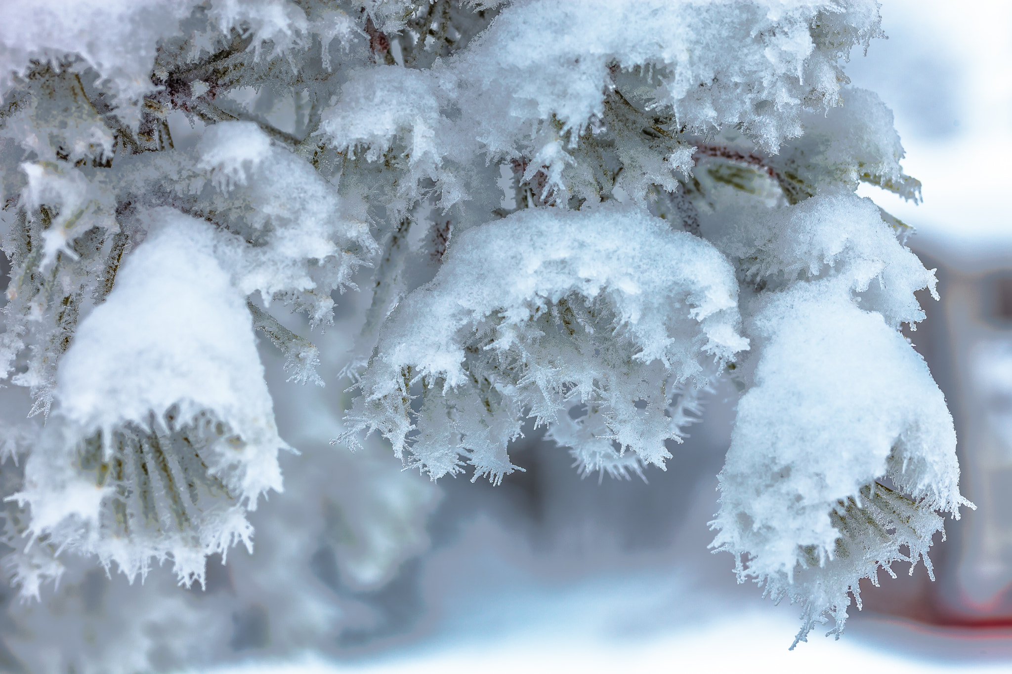 Sigma 105mm F2.8 EX DG OS HSM sample photo. Winterflower ll photography