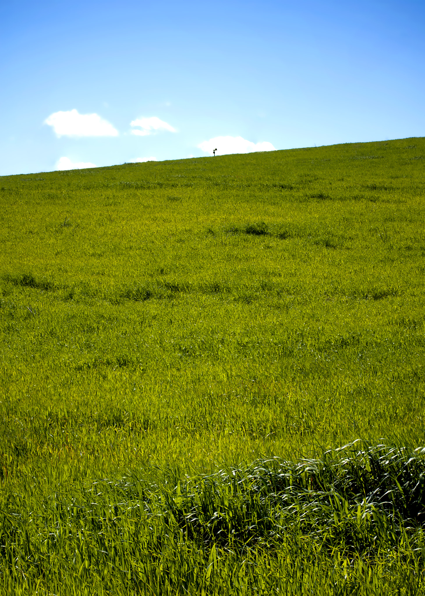 Nikon D200 sample photo. Green grass field with background mailbox cropped photography