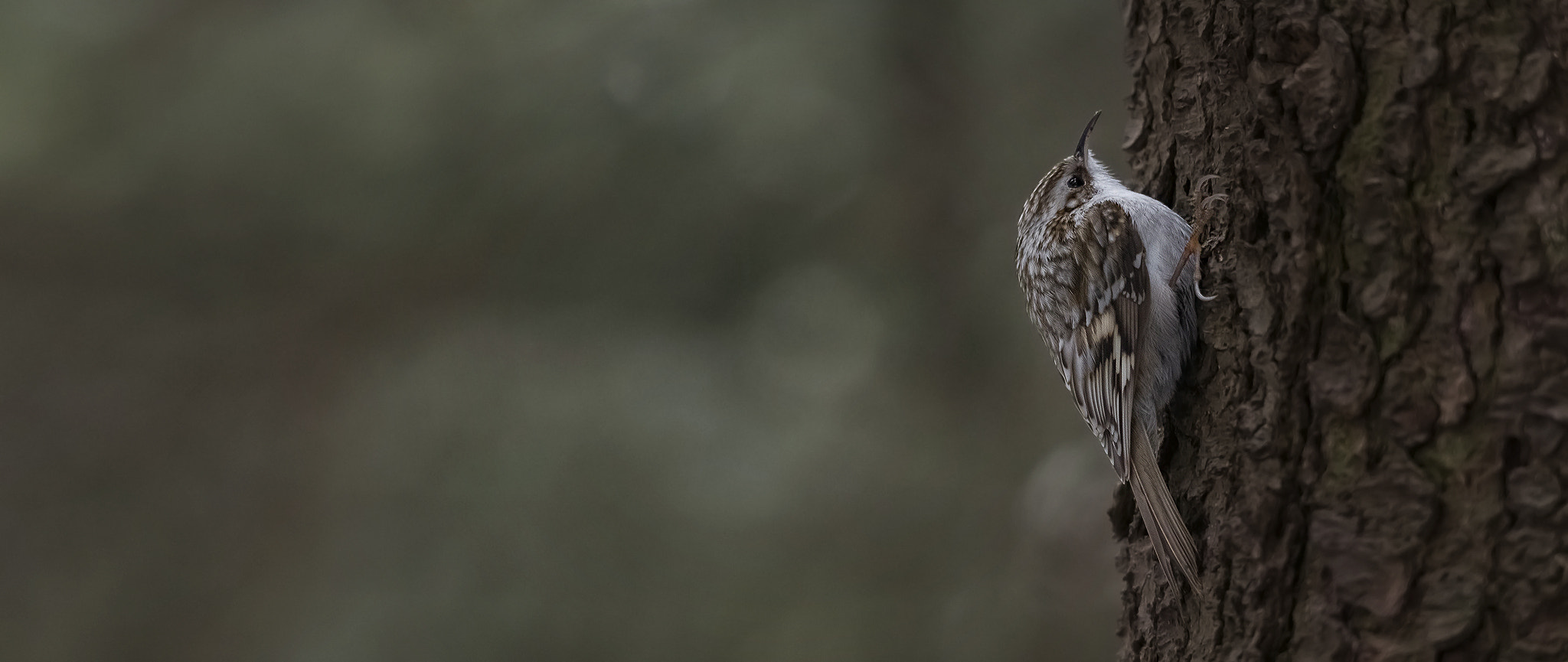 Sigma 150-500mm F5-6.3 DG OS HSM sample photo. Treecreeper/ panorama. photography