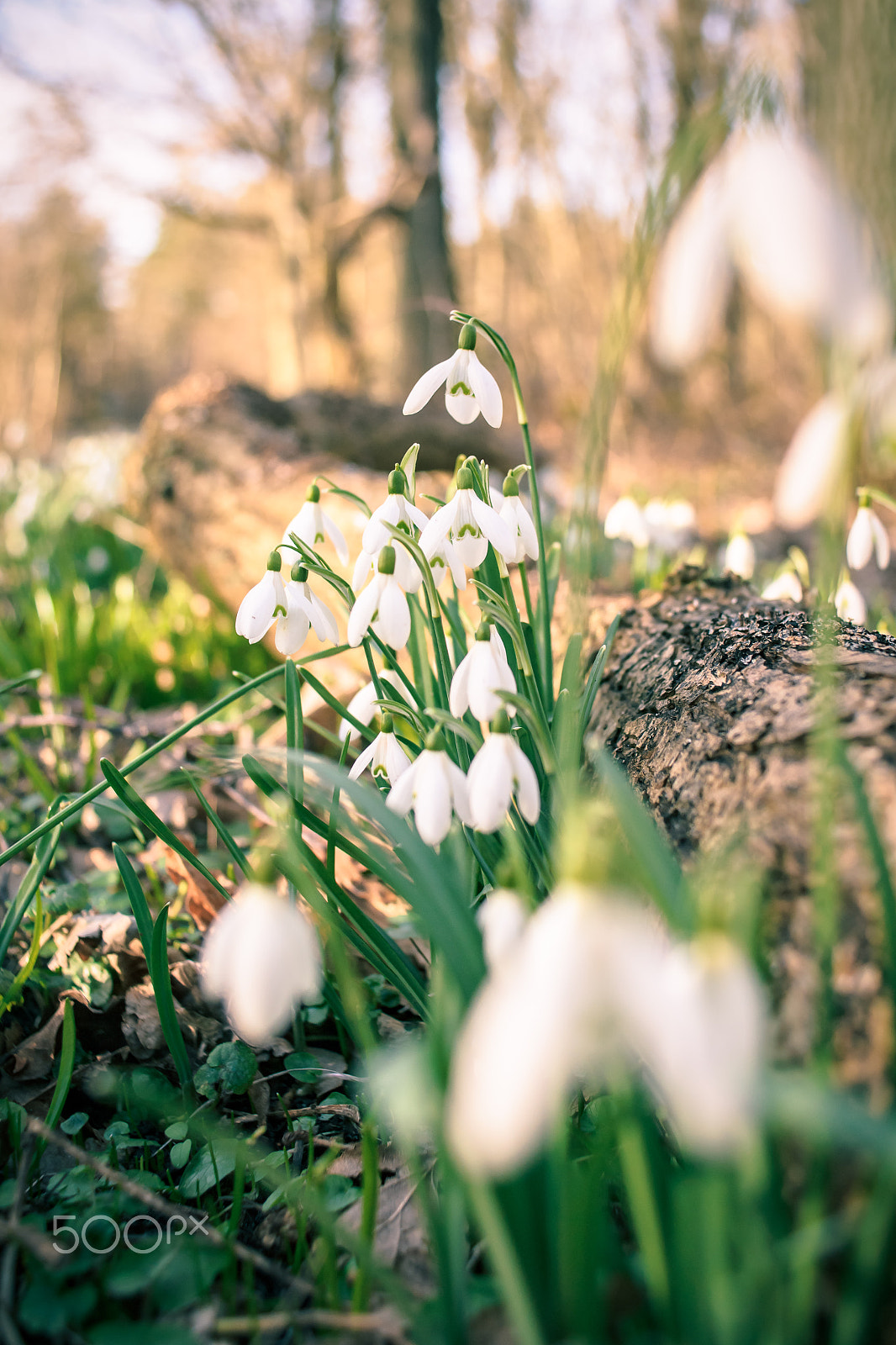 Sony Alpha DSLR-A900 + Sony 28mm F2.8 sample photo. Bunch of snowflake or snowdrop flower in bloom. photography