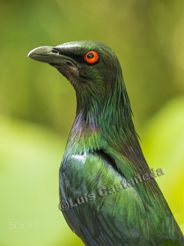 Panasonic Lumix DMC-GX7 sample photo. Metallic starling (aplonius metallica) photography