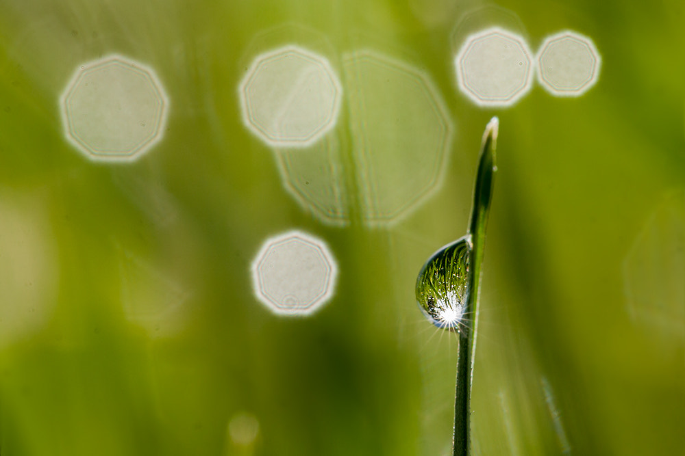 Canon EOS 40D + Canon EF 100mm F2.8L Macro IS USM sample photo. Lost in bokeh ! photography