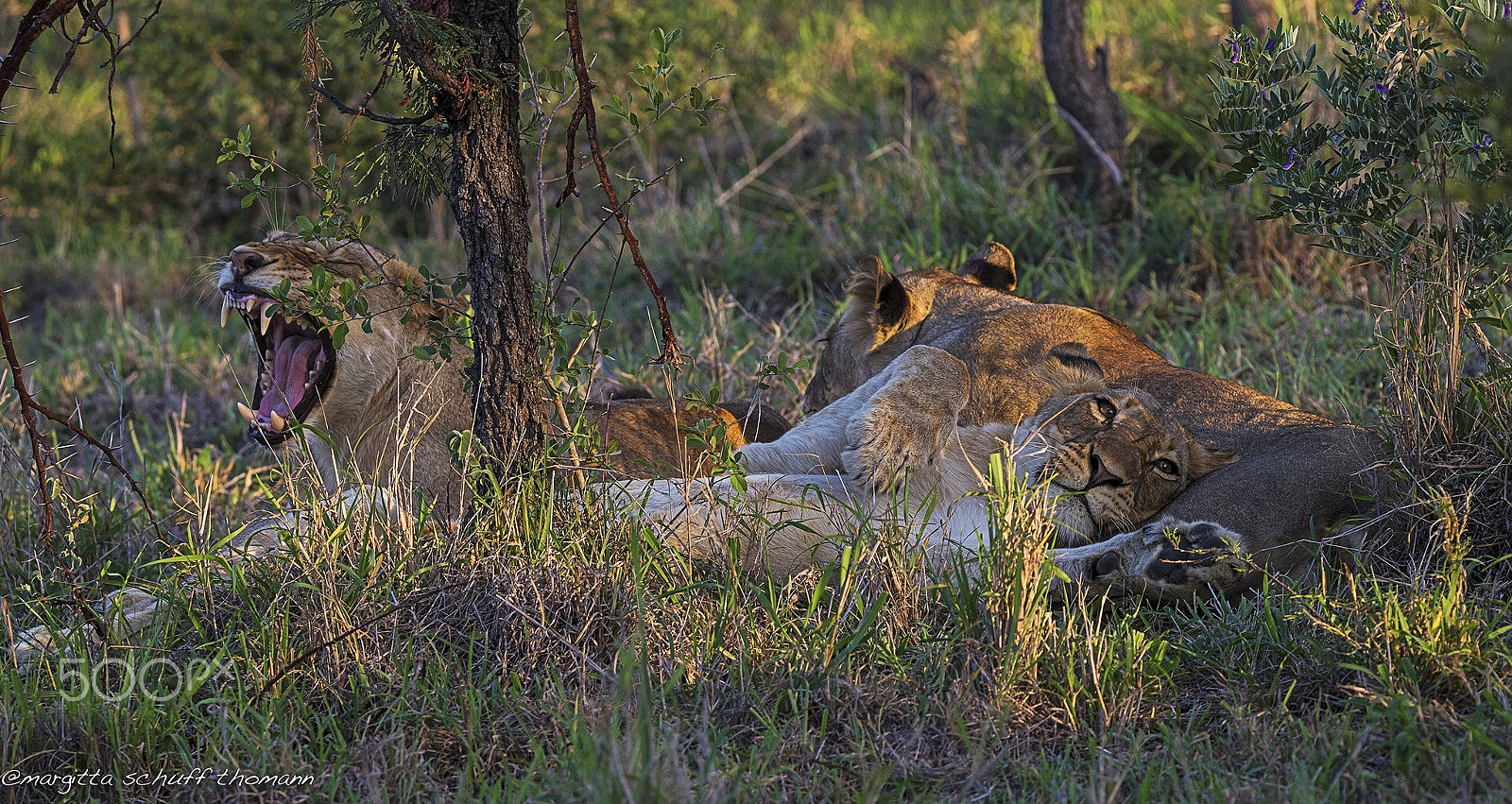 Tamron SP 150-600mm F5-6.3 Di VC USD sample photo. Sunset time.. photography