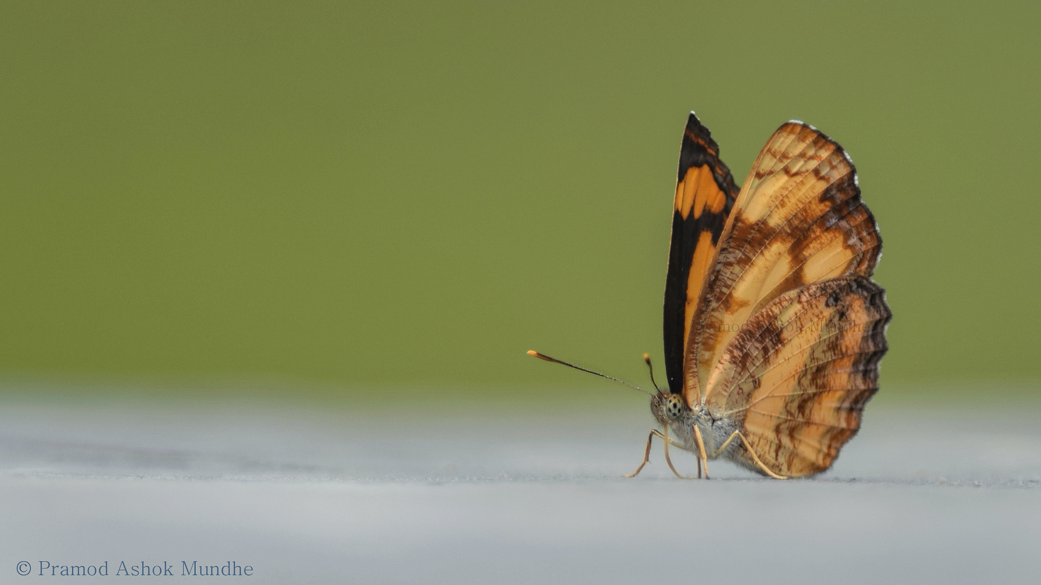 Nikon D5300 + Nikon AF-S Nikkor 300mm F4D ED-IF sample photo. Common lascar.jpg photography