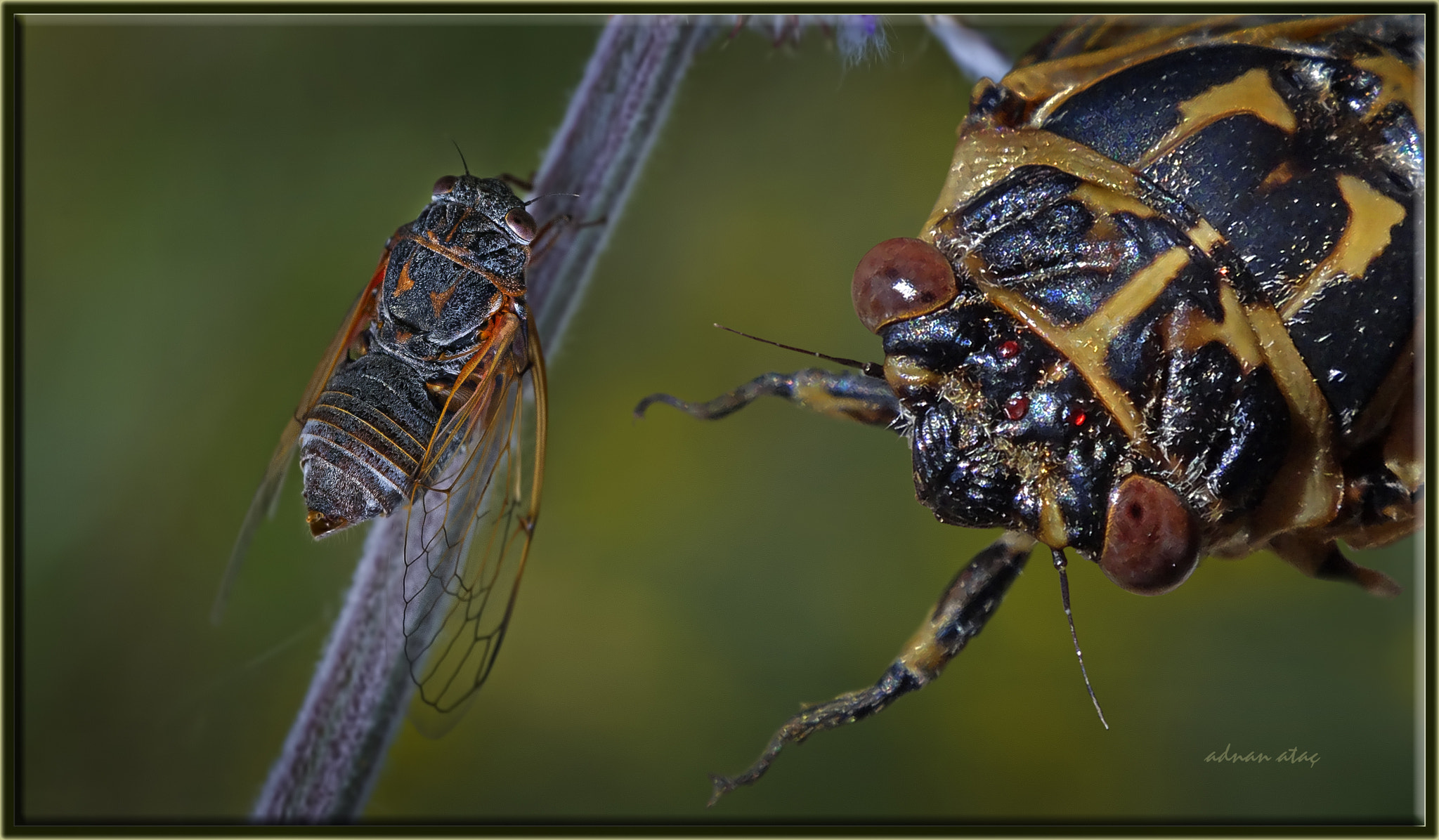 Nikon D3S sample photo. Ağustos böceği - cicada orni photography