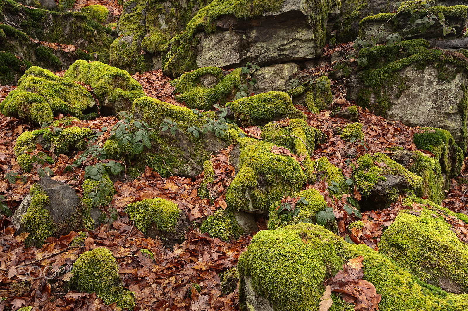 Nikon AF-S Nikkor 18-35mm F3.5-4.5G ED sample photo. Green river photography