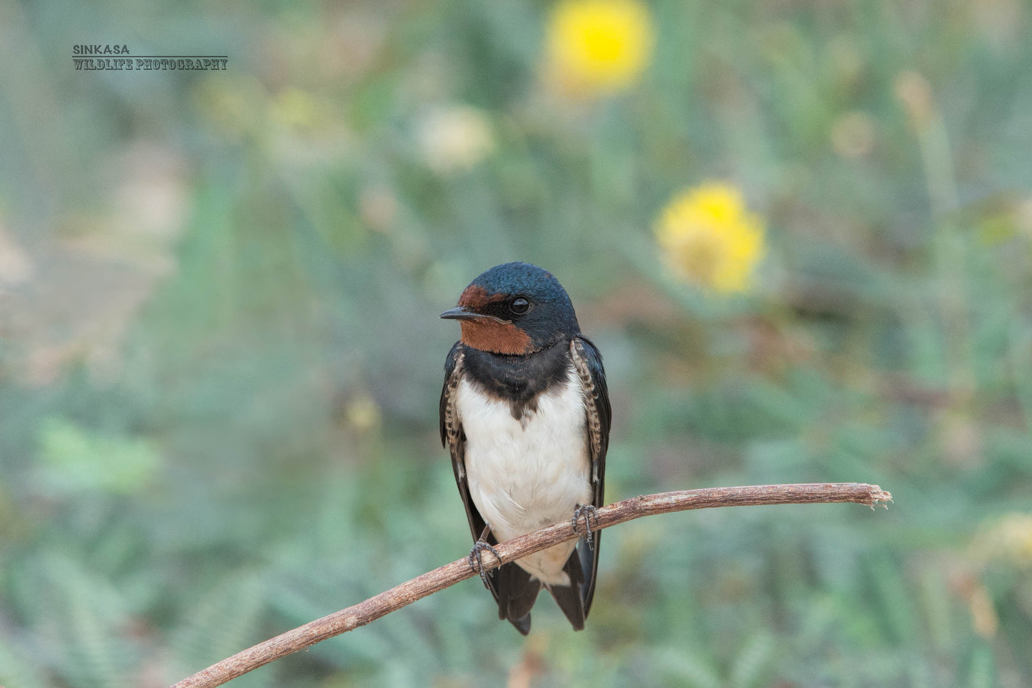 Nikon D800E + Nikon AF-S Nikkor 400mm F2.8G ED VR II sample photo. Portrait of a barn swallow photography