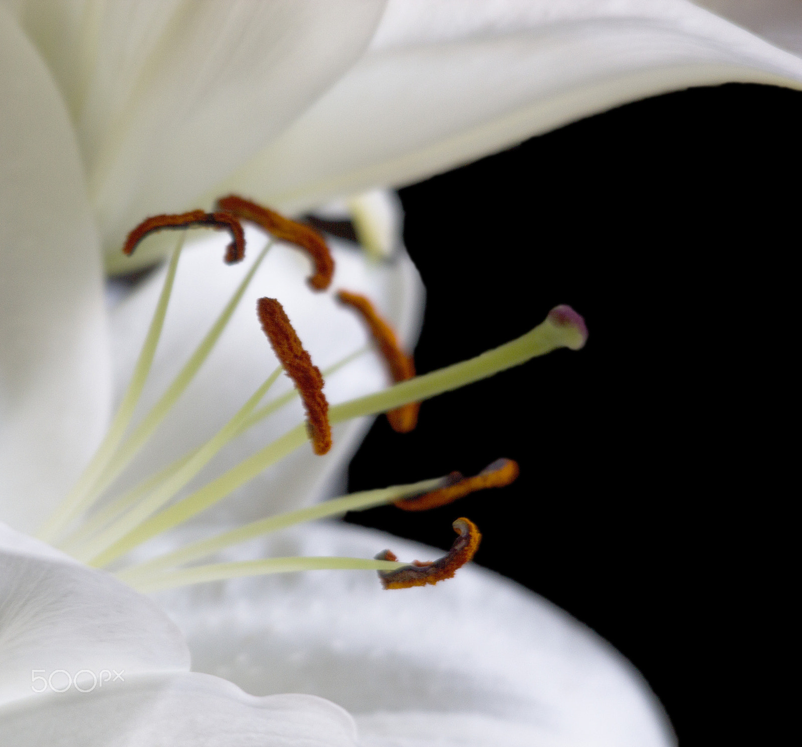 Sigma 150-500mm F5-6.3 DG OS HSM sample photo. Lily photography