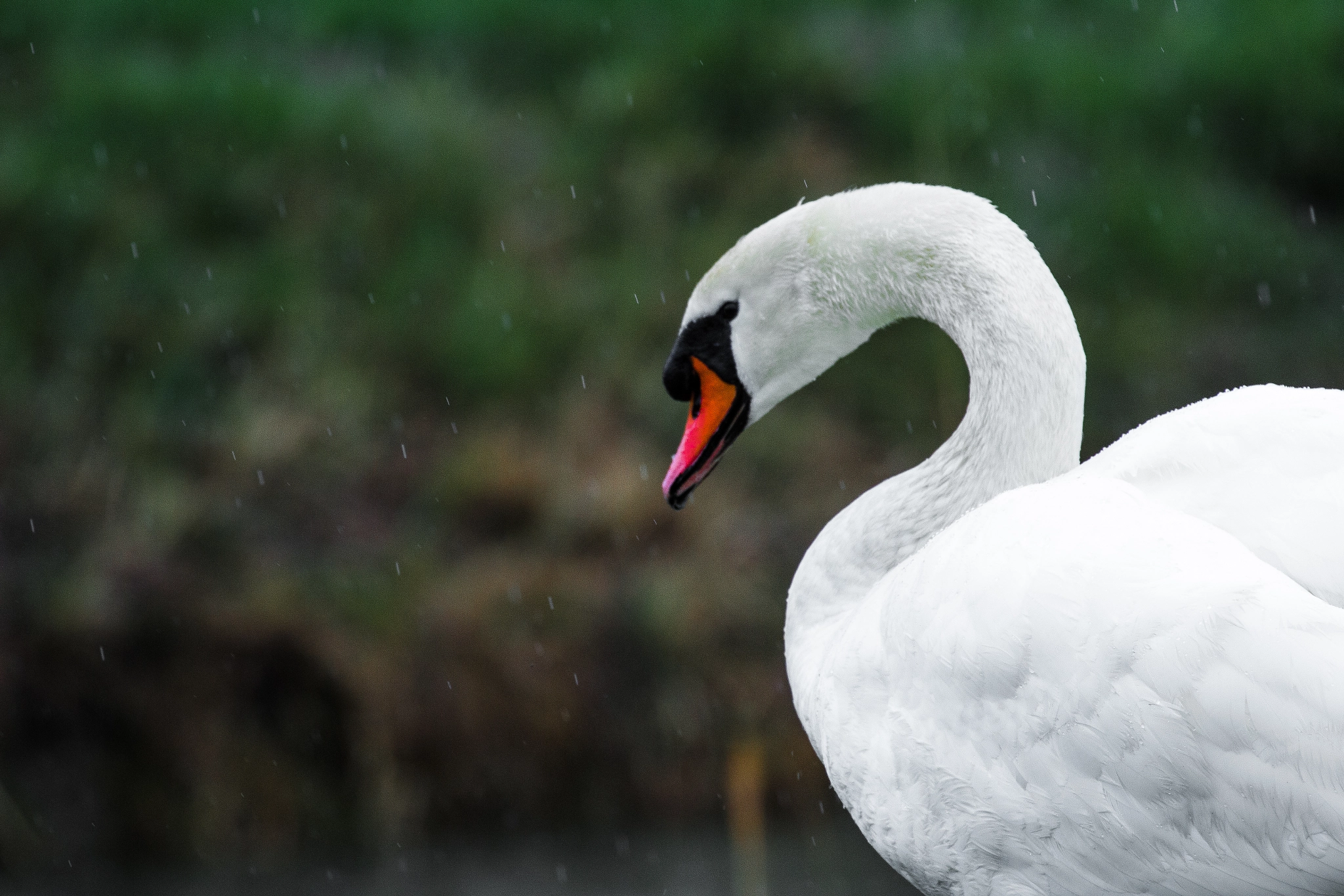 Canon EF 70-300mm F4-5.6L IS USM sample photo. Rainy swan photography