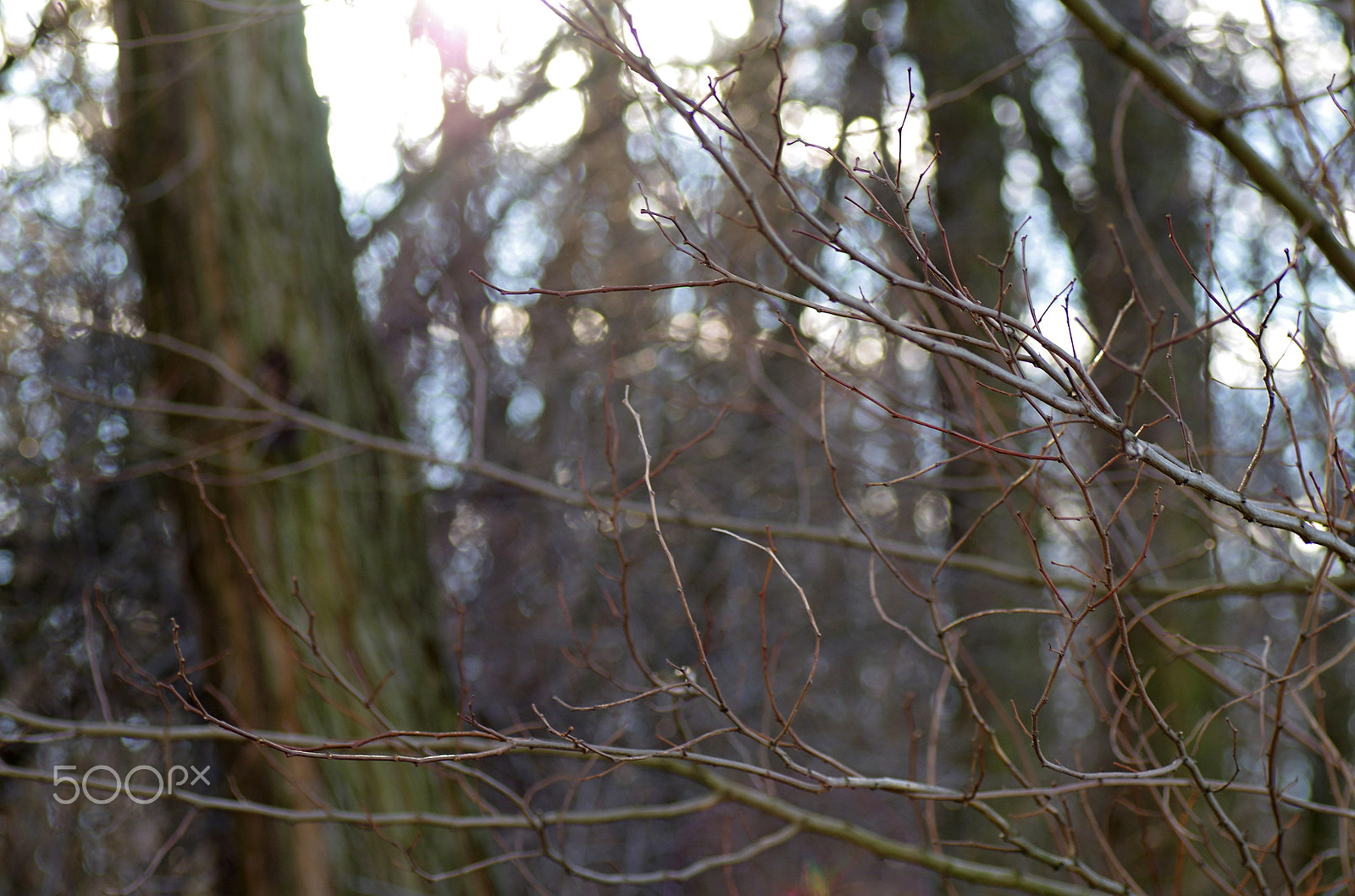 Pentax K-50 + Tamron SP AF 90mm F2.8 Di Macro sample photo. Branches... photography