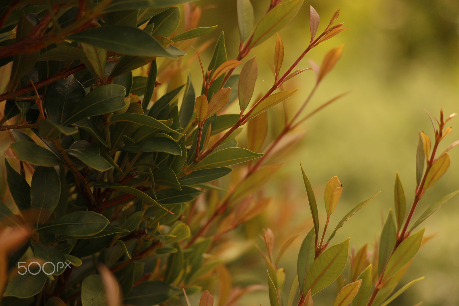 Canon EF 22-55mm f/4-5.6 USM sample photo. Image photography