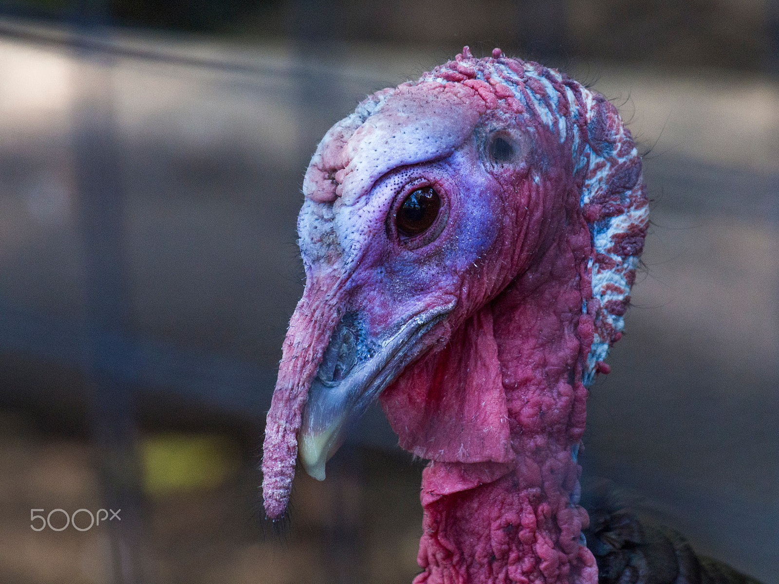 Olympus PEN E-PL5 sample photo. Wild turkey photography
