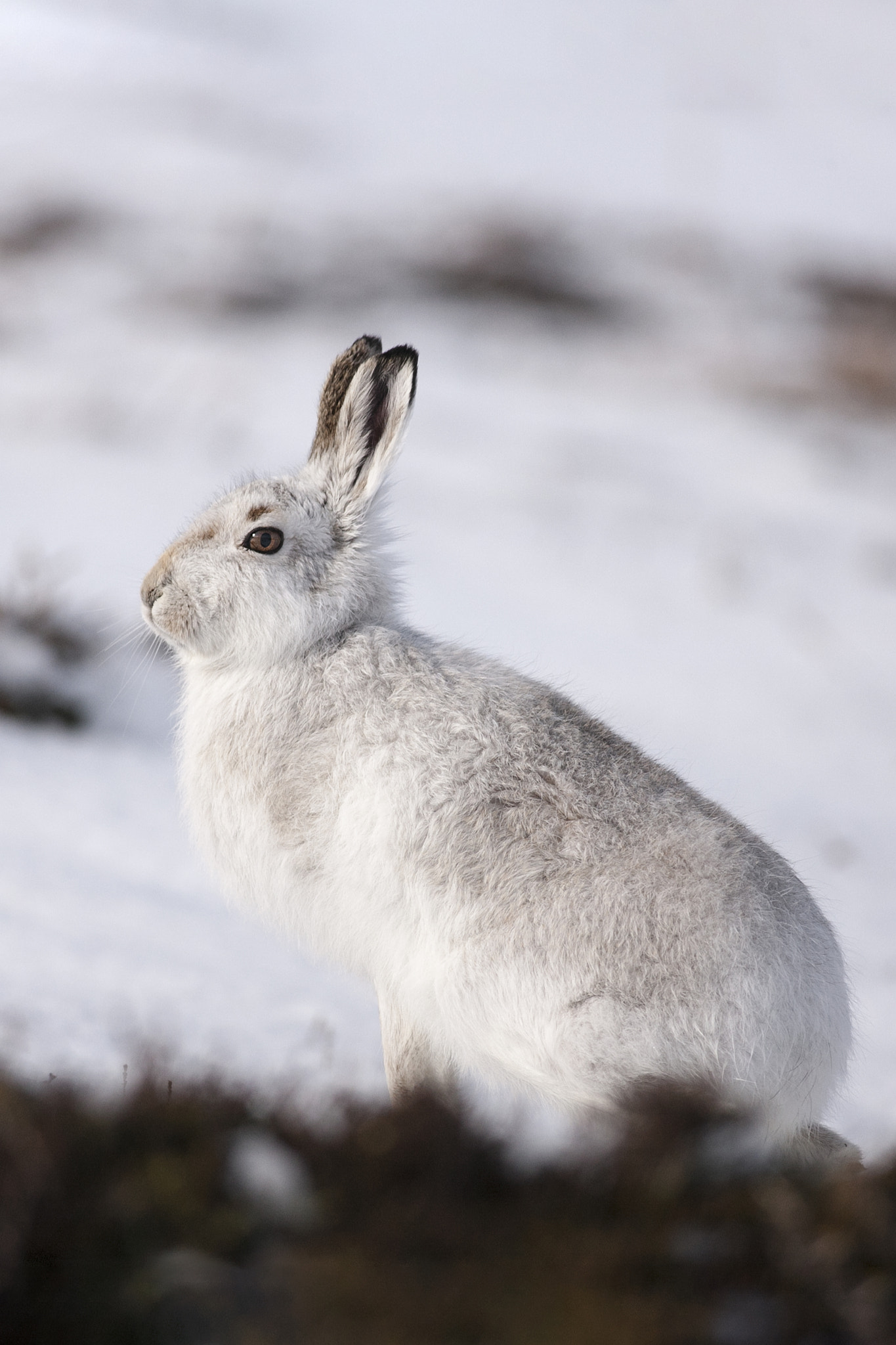 Canon EOS-1Ds Mark III + Canon EF 400mm F5.6L USM sample photo. Snow bunny photography