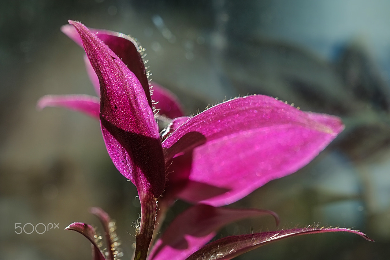 Fujifilm X-E1 + Fujifilm XF 60mm F2.4 R Macro sample photo. I mitt fönster photography