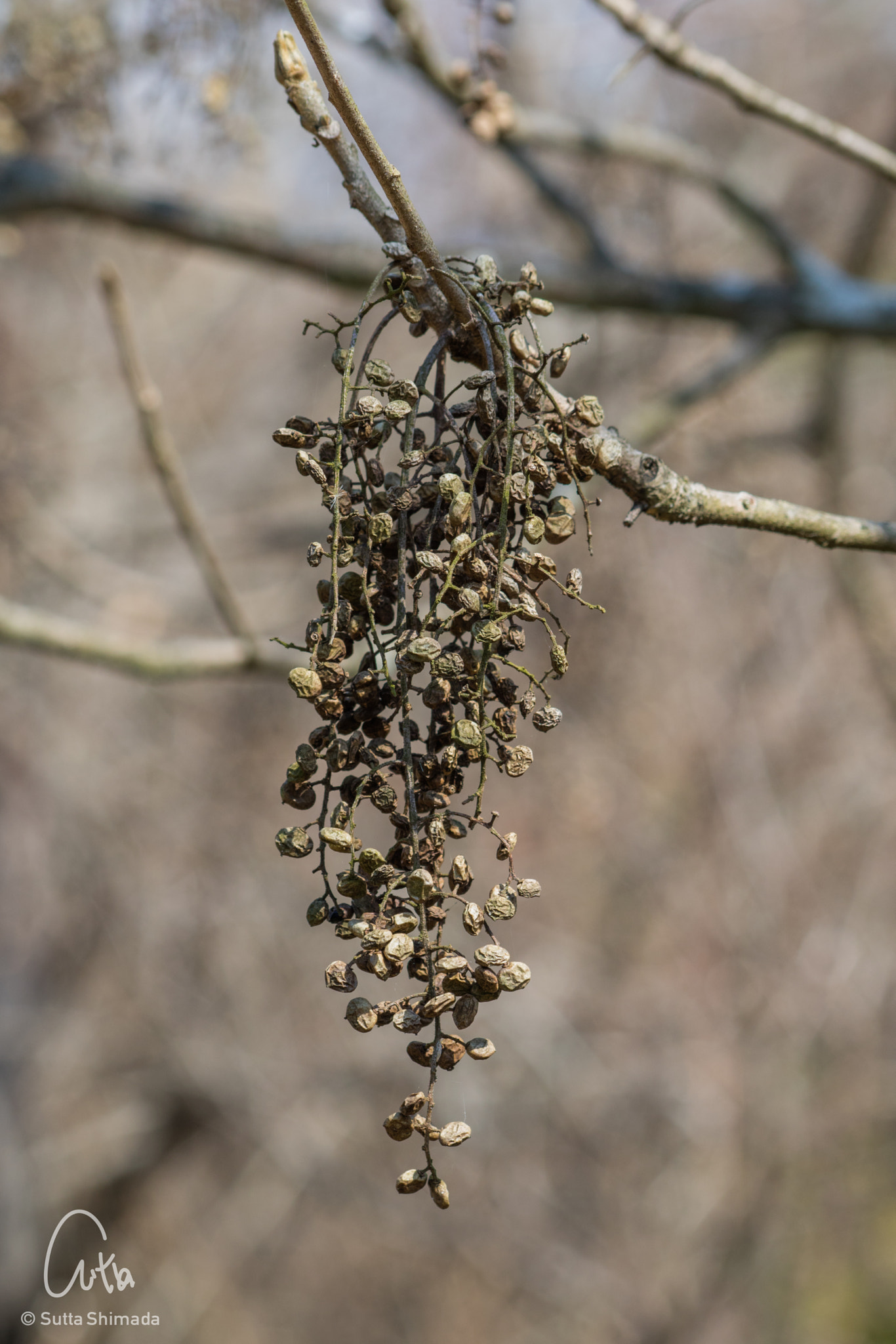 Canon EOS M3 sample photo. Withered photography