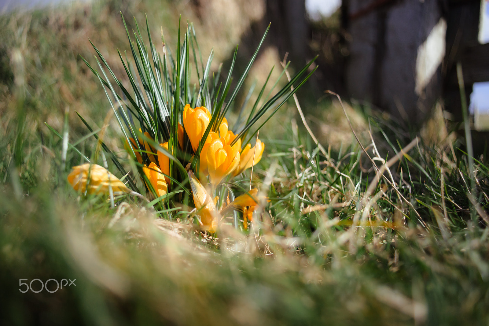 Sony Alpha DSLR-A900 + Sony 28mm F2.8 sample photo. Sunny yellow crocuses in the meadow photography