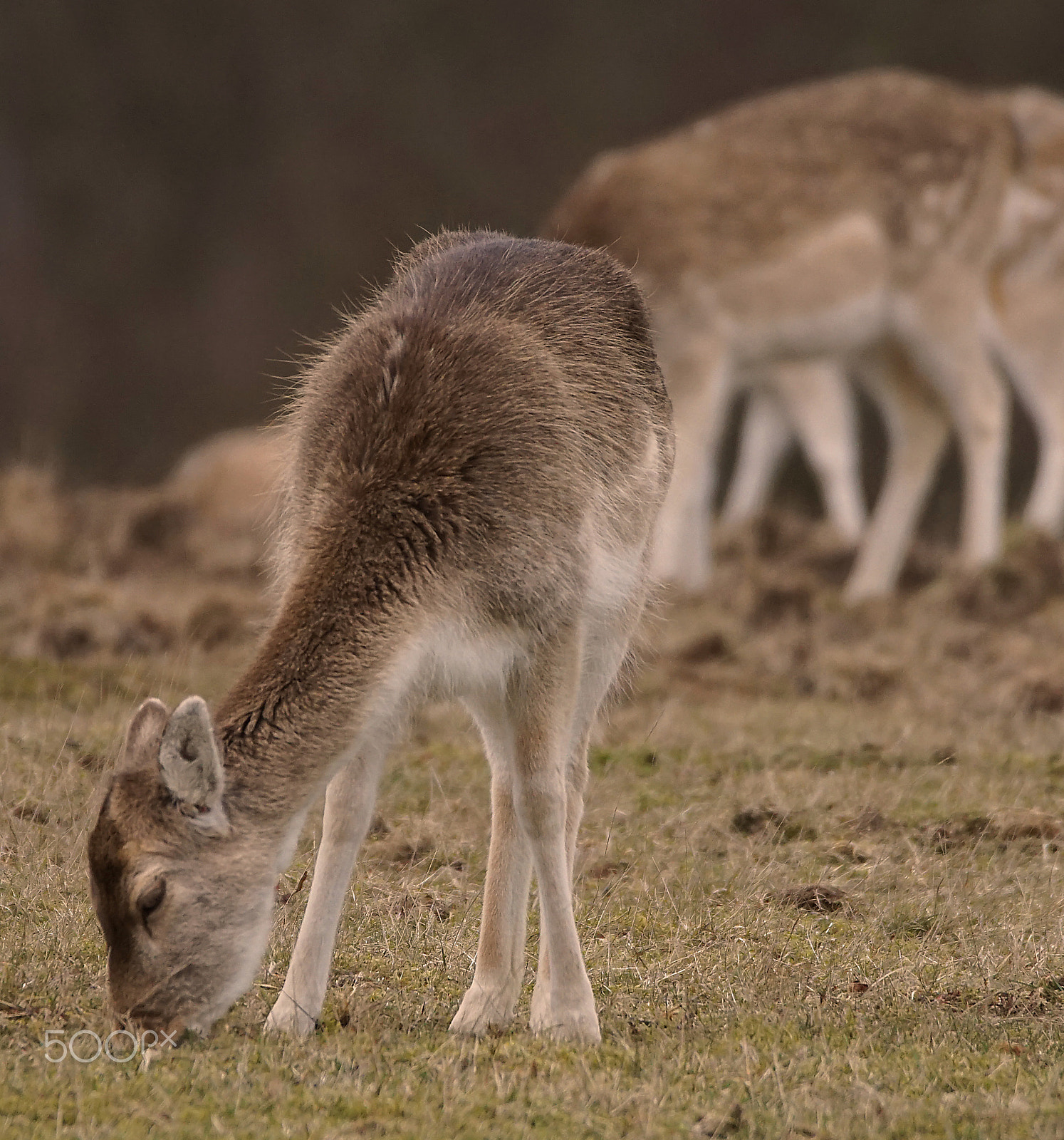Sony a6000 + Sony 70-400mm F4-5.6 G SSM sample photo. Deer at knole park, kent, uk photography