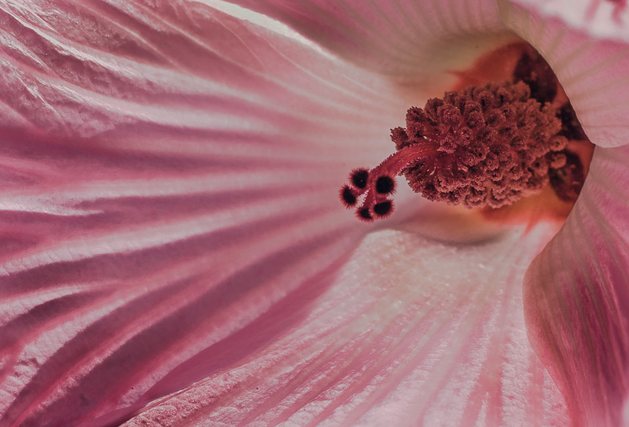 Pentax smc DA 35mm F2.8 Macro Limited sample photo. Pink hibiscus - backlit glow photography
