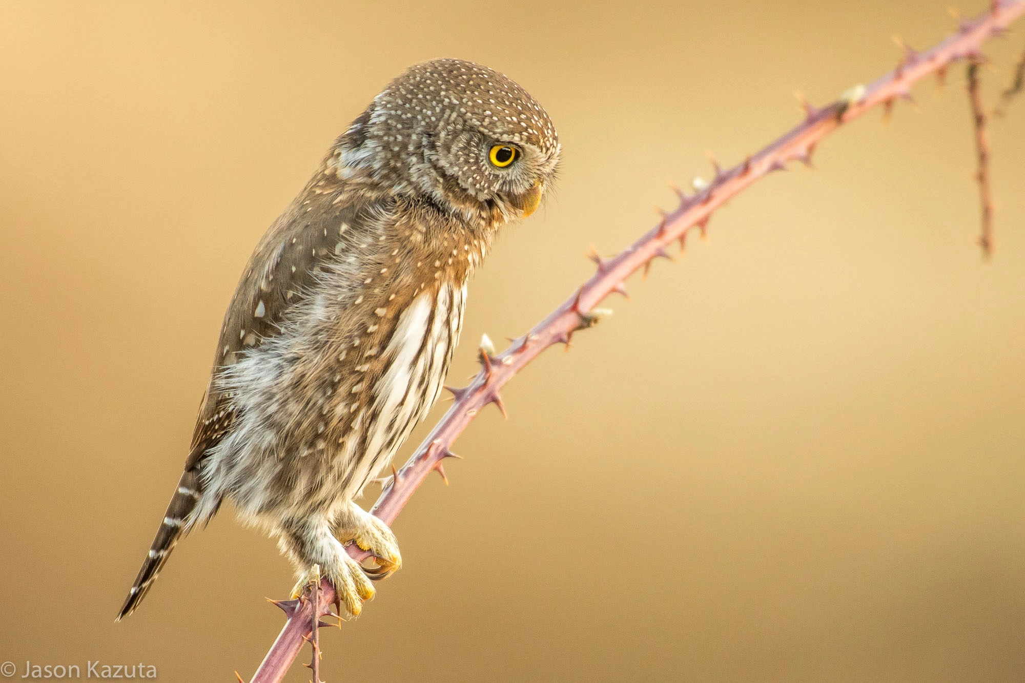 Canon EF 600mm f/4L IS sample photo. _88a3661.jpg photography