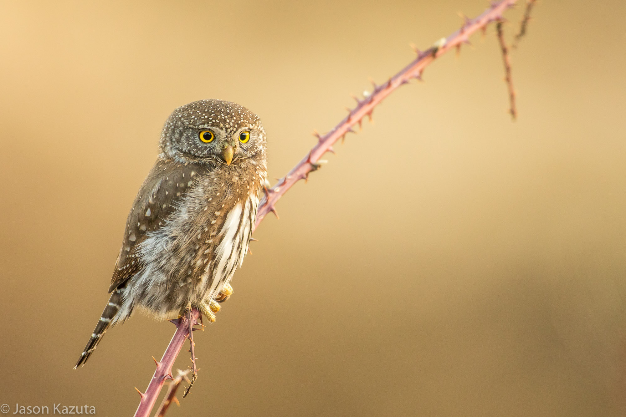 Canon EF 600mm f/4L IS sample photo. _88a3645.jpg photography