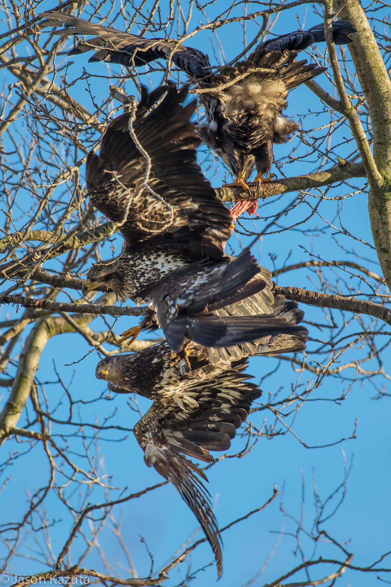 Canon EF 600mm f/4L IS sample photo. _88a2576.jpg photography