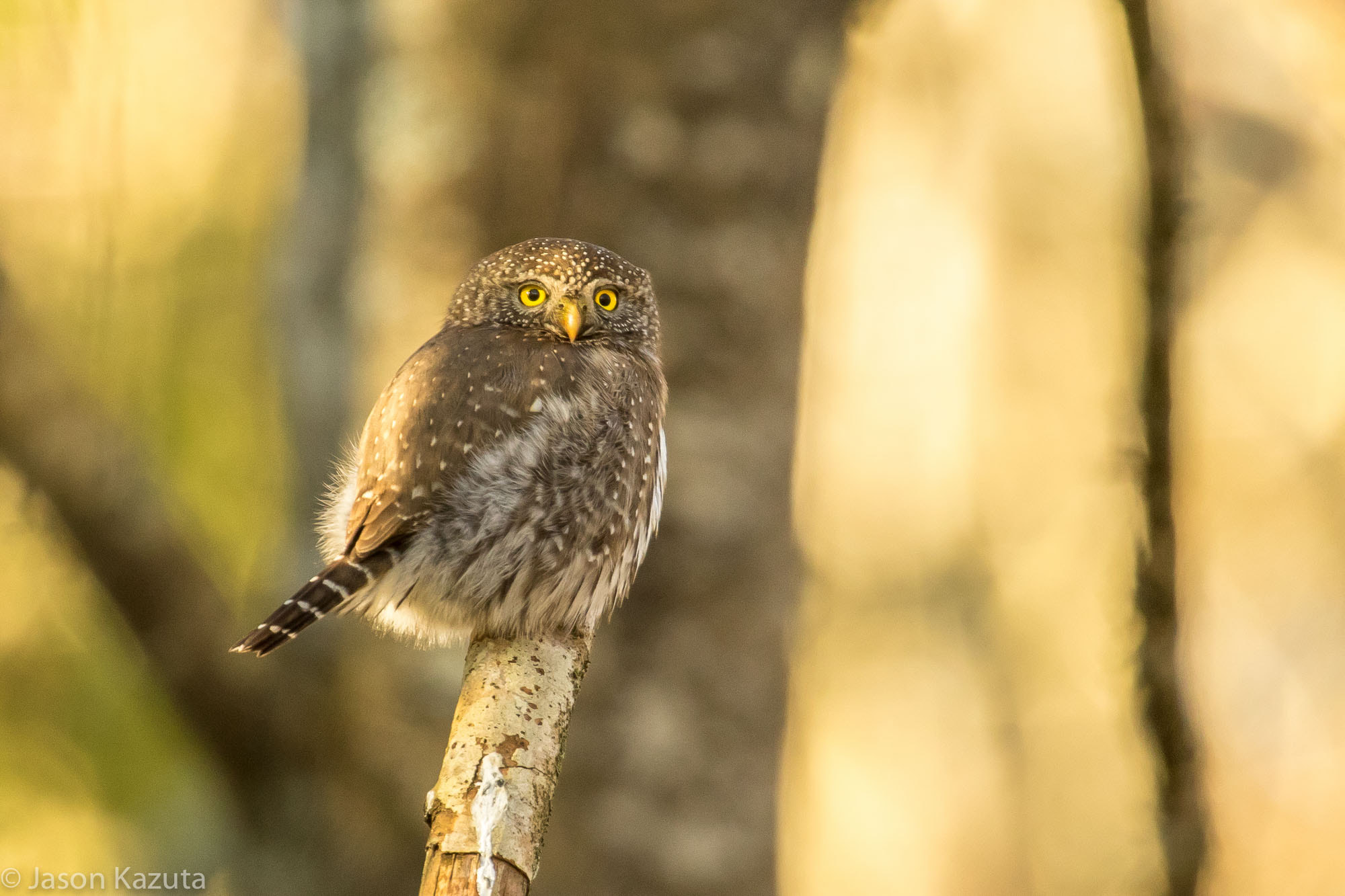 Canon EF 600mm F4L IS USM sample photo. _88a3357.jpg photography