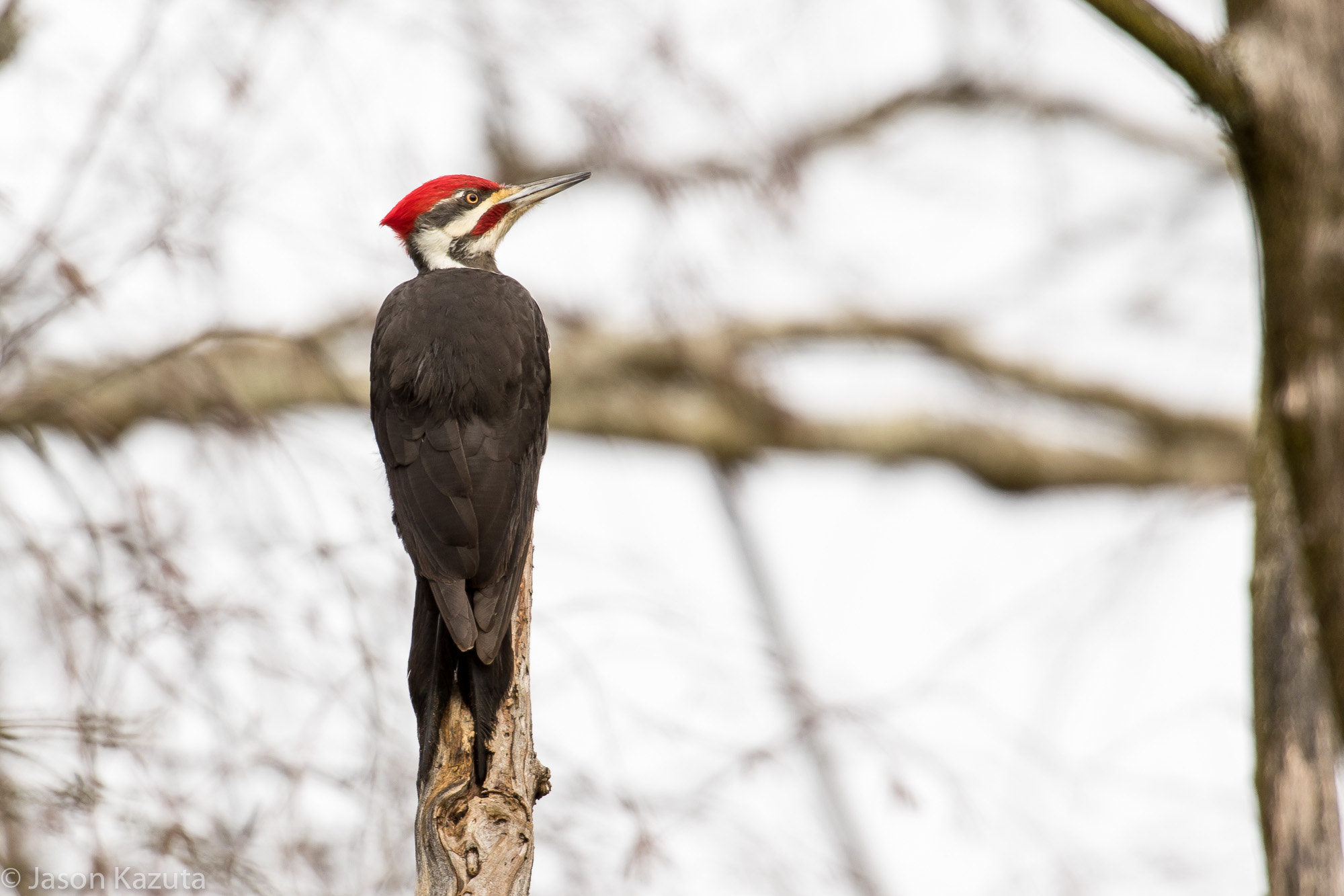 Canon EOS 7D Mark II + Canon EF 600mm F4L IS USM sample photo. Edit photography