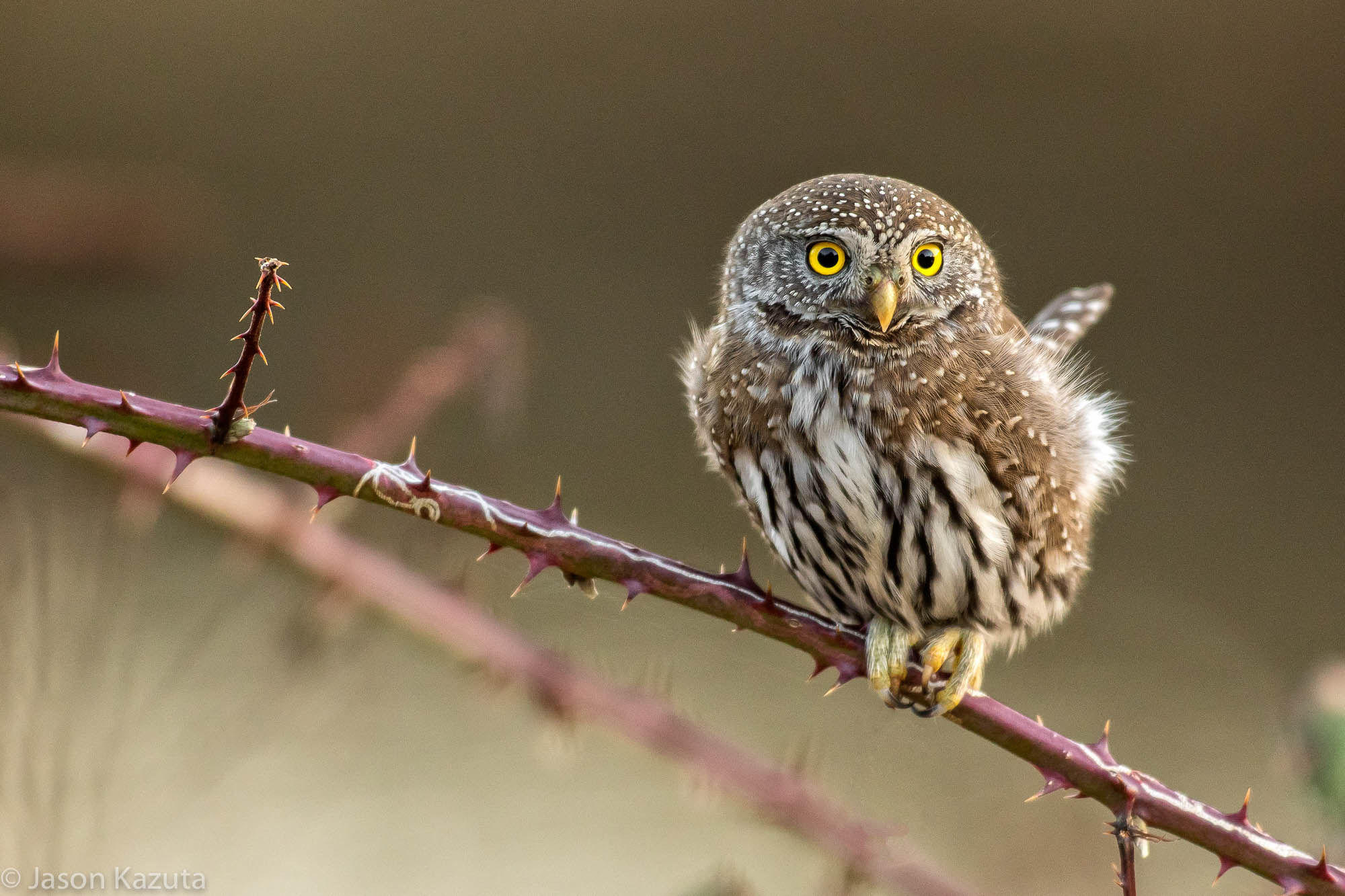 Canon EF 600mm f/4L IS sample photo. _88a3711.jpg photography