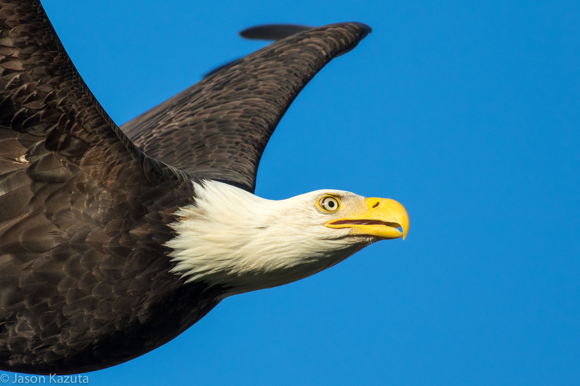 Canon EF 600mm f/4L IS sample photo. _88a2456.jpg photography