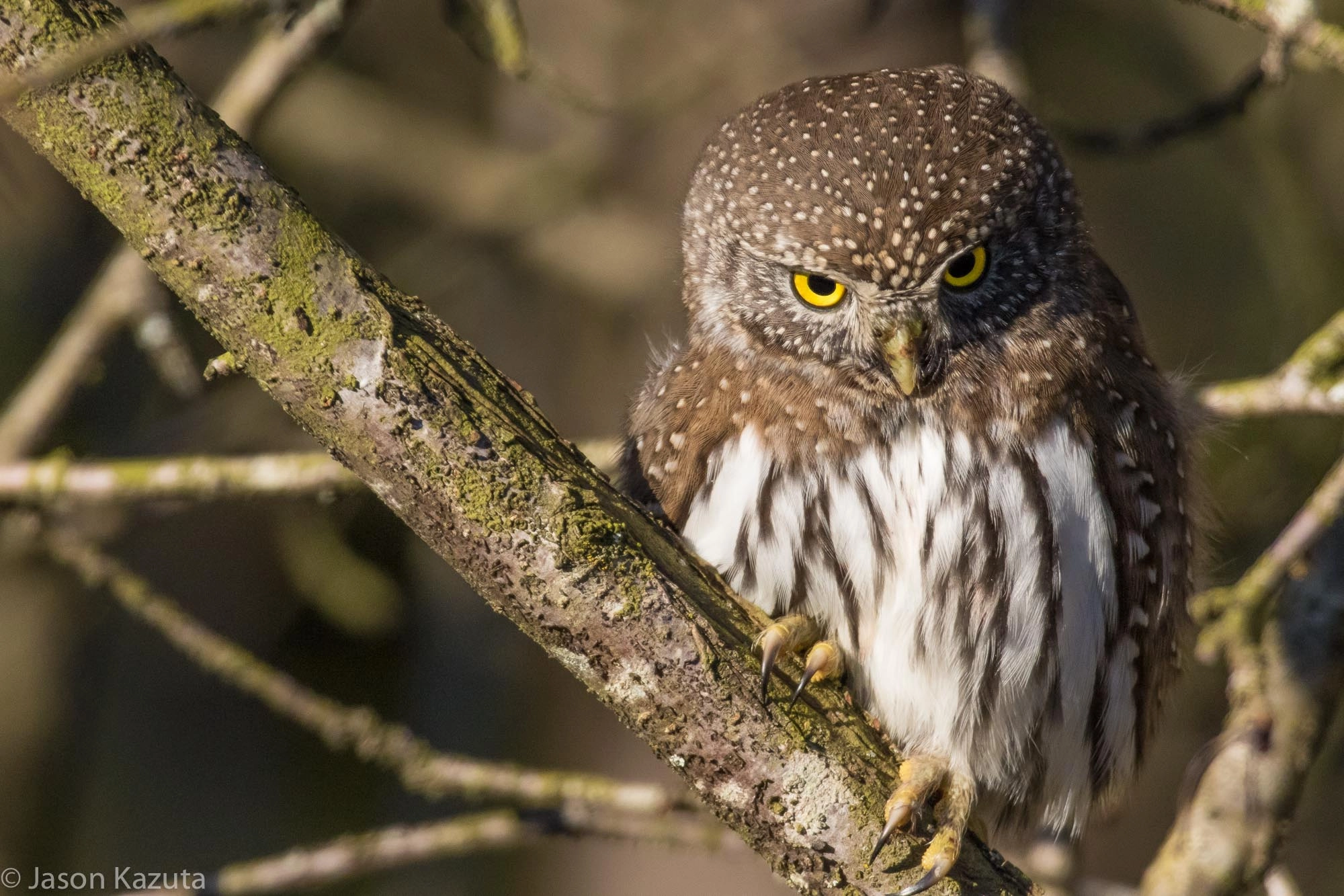 Canon EF 600mm f/4L IS + 2x sample photo. _88a7094.jpg photography