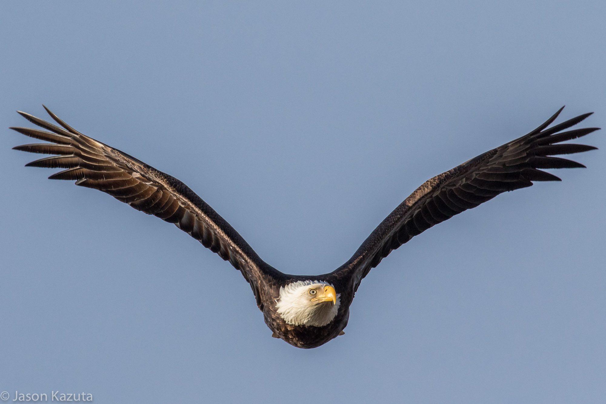 Canon EF 600mm F4L IS USM sample photo. _88a9083.jpg photography