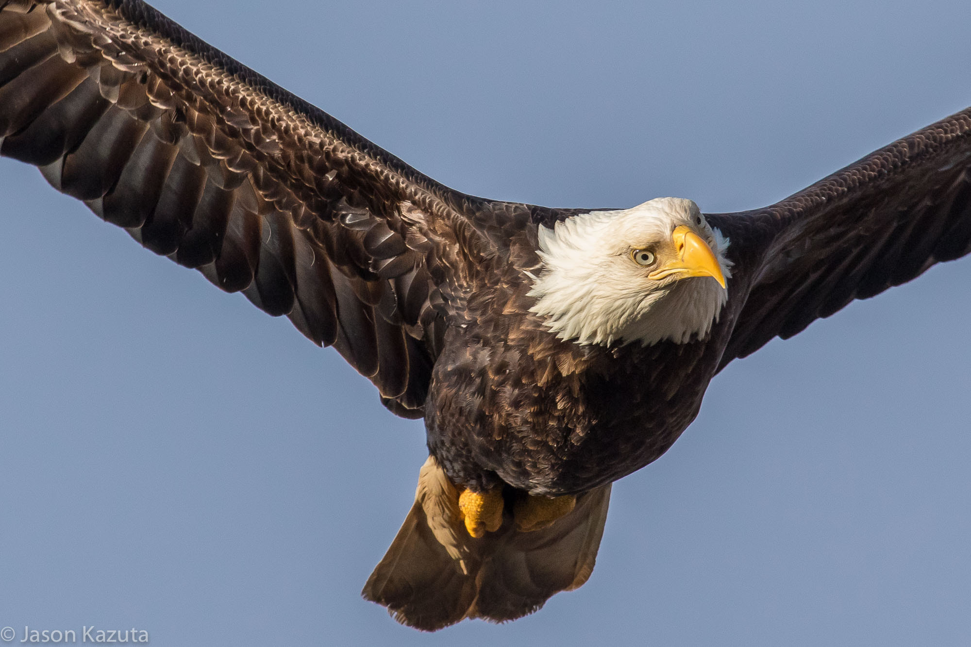 Canon EF 600mm F4L IS USM sample photo. _88a9091.jpg photography
