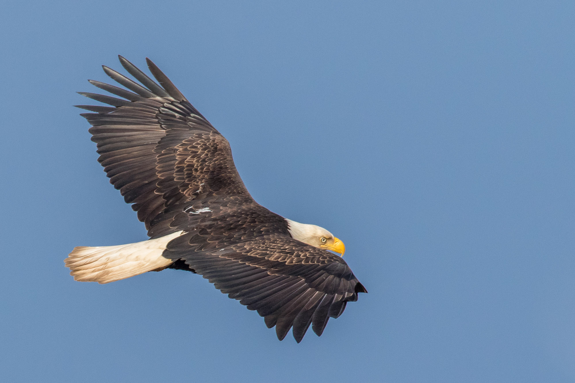 Canon EF 600mm F4L IS USM sample photo. _88a9106.jpg photography