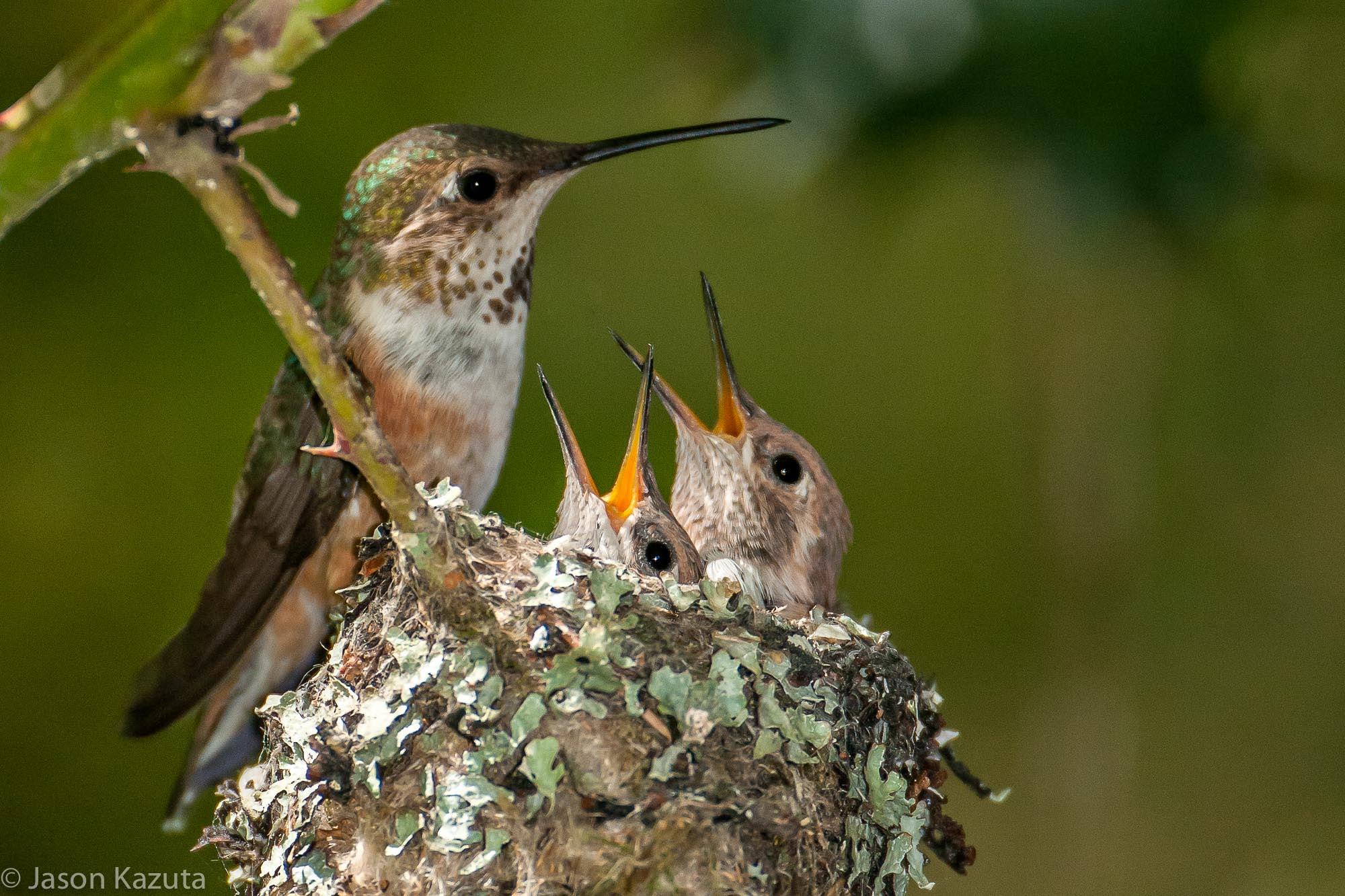 Nikon D300 + Nikon AF-S Nikkor 500mm F4G ED VR sample photo. Edit photography