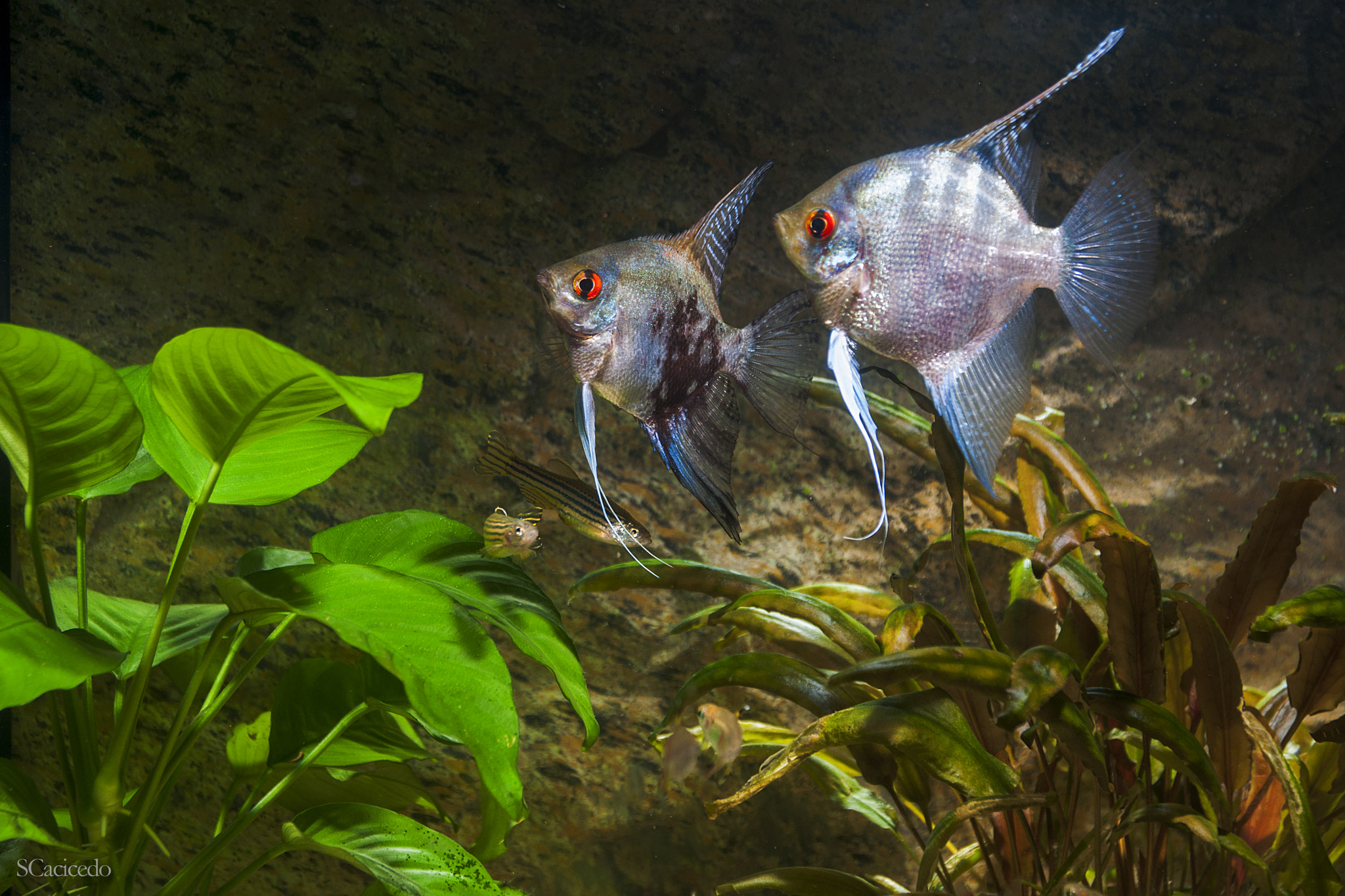 Sigma 17-70mm F2.8-4 DC Macro OS HSM | C sample photo. Aquarium. photography