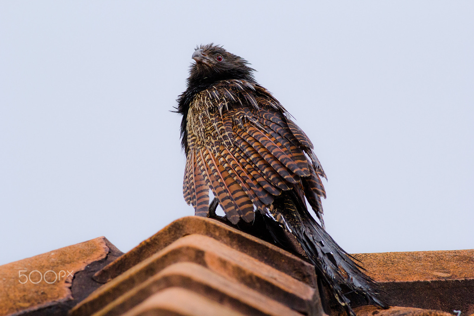 Canon EOS 60D + Canon EF 400mm F5.6L USM sample photo. Coucal pheasant photography