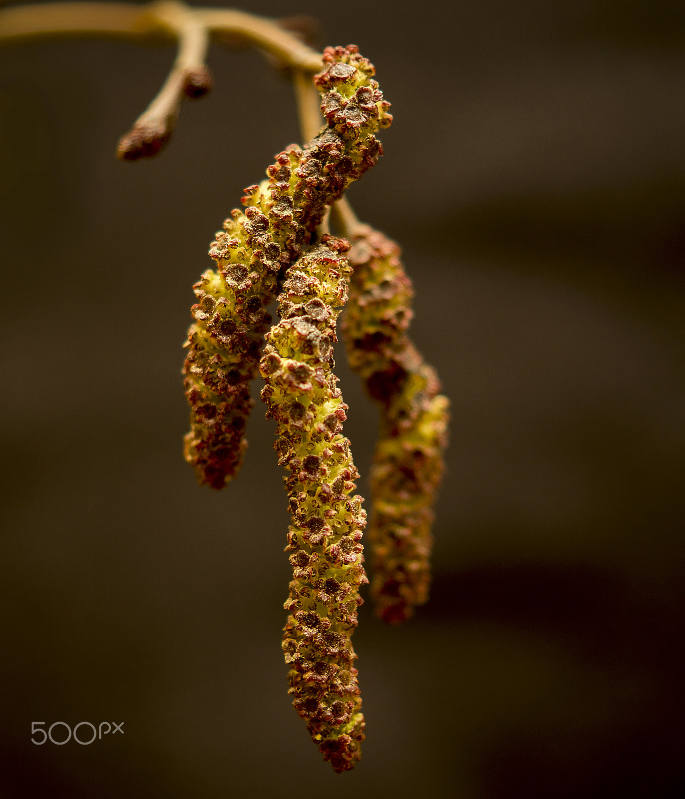 Sony SLT-A58 + Sony DT 30mm F2.8 Macro SAM sample photo. Spring... photography
