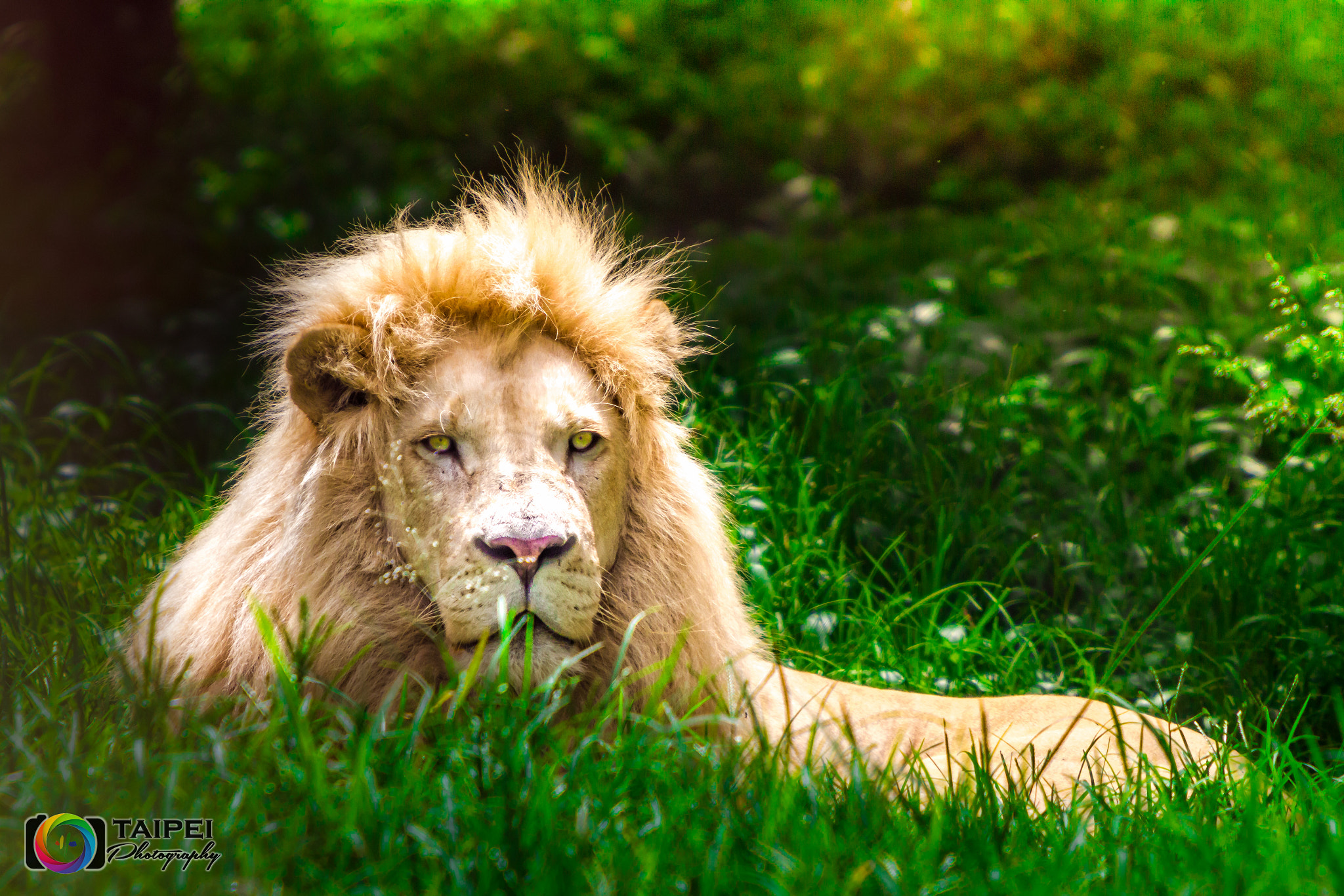 Canon EF 70-200mm F2.8L IS USM sample photo. Lion photography