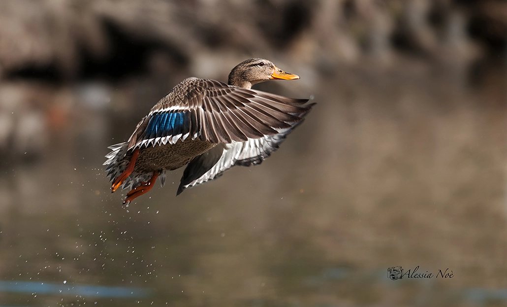 Nikon D300 + Nikon AF-S Nikkor 300mm F4D ED-IF sample photo. Miss. duck photography